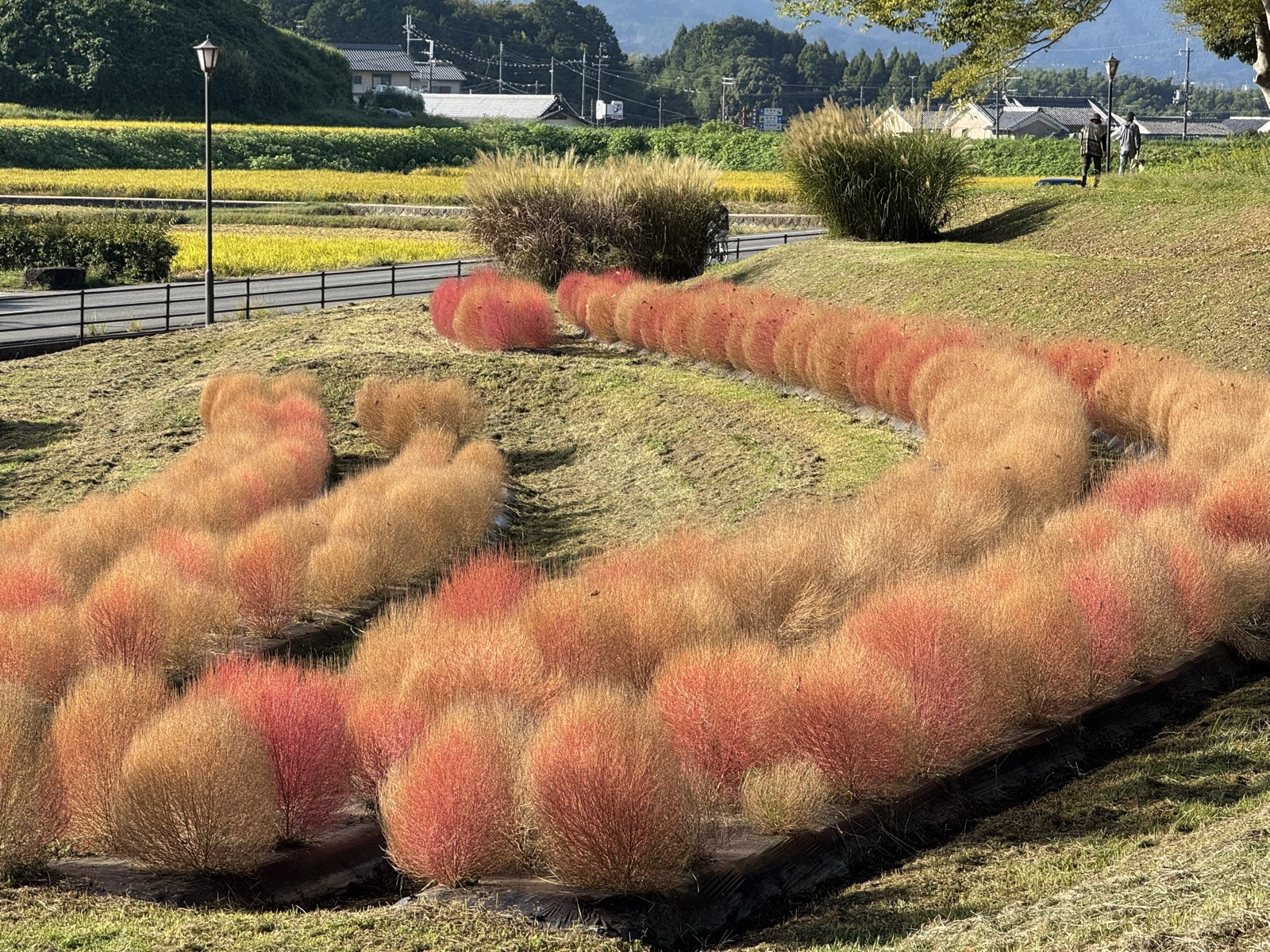 甘樫丘のふもとに広がる秋のコキア。赤く色づいた株の列の向こうに、実った田と集落、山並みが見える