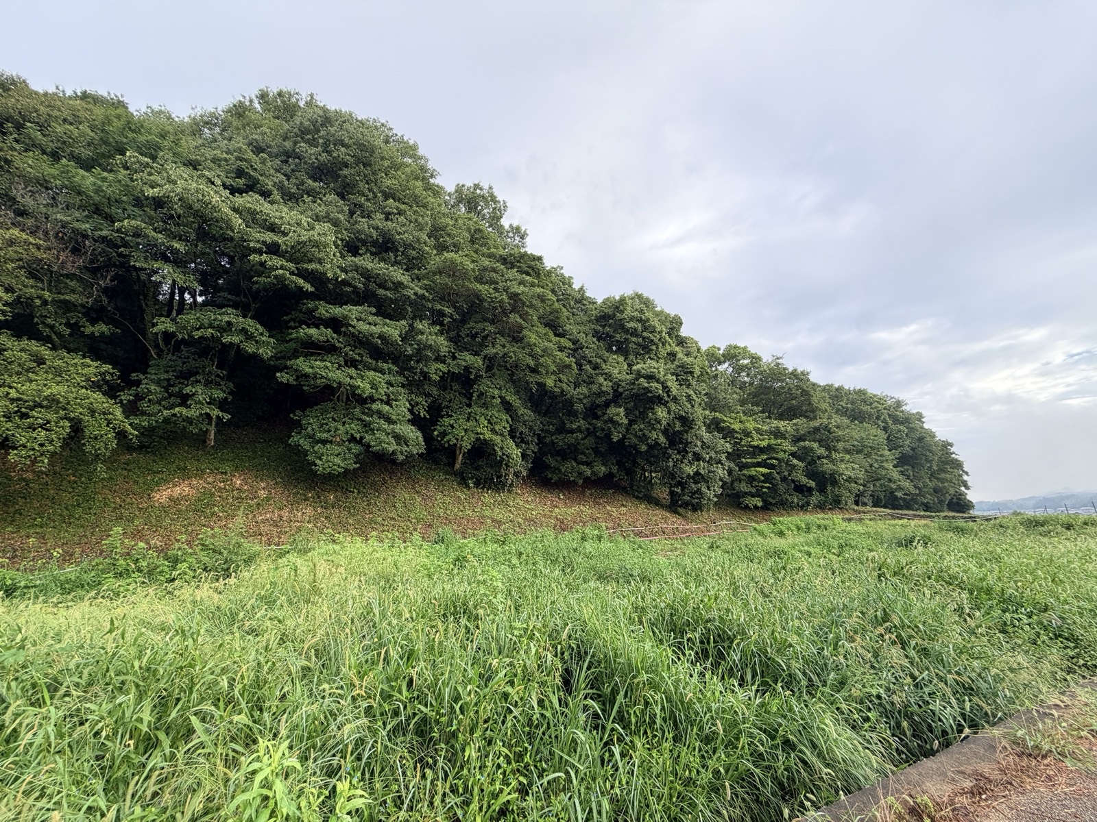 田のふちから見上げた甘樫丘。照葉樹に覆われた斜面がゆるやかに続く