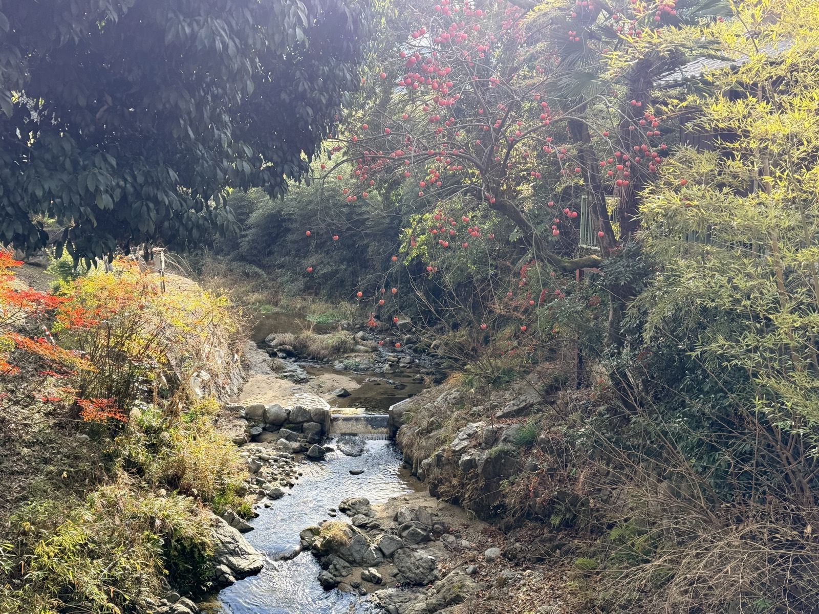 柿の実が残る谷あいの小川。岩のあいだを水が落ちていく