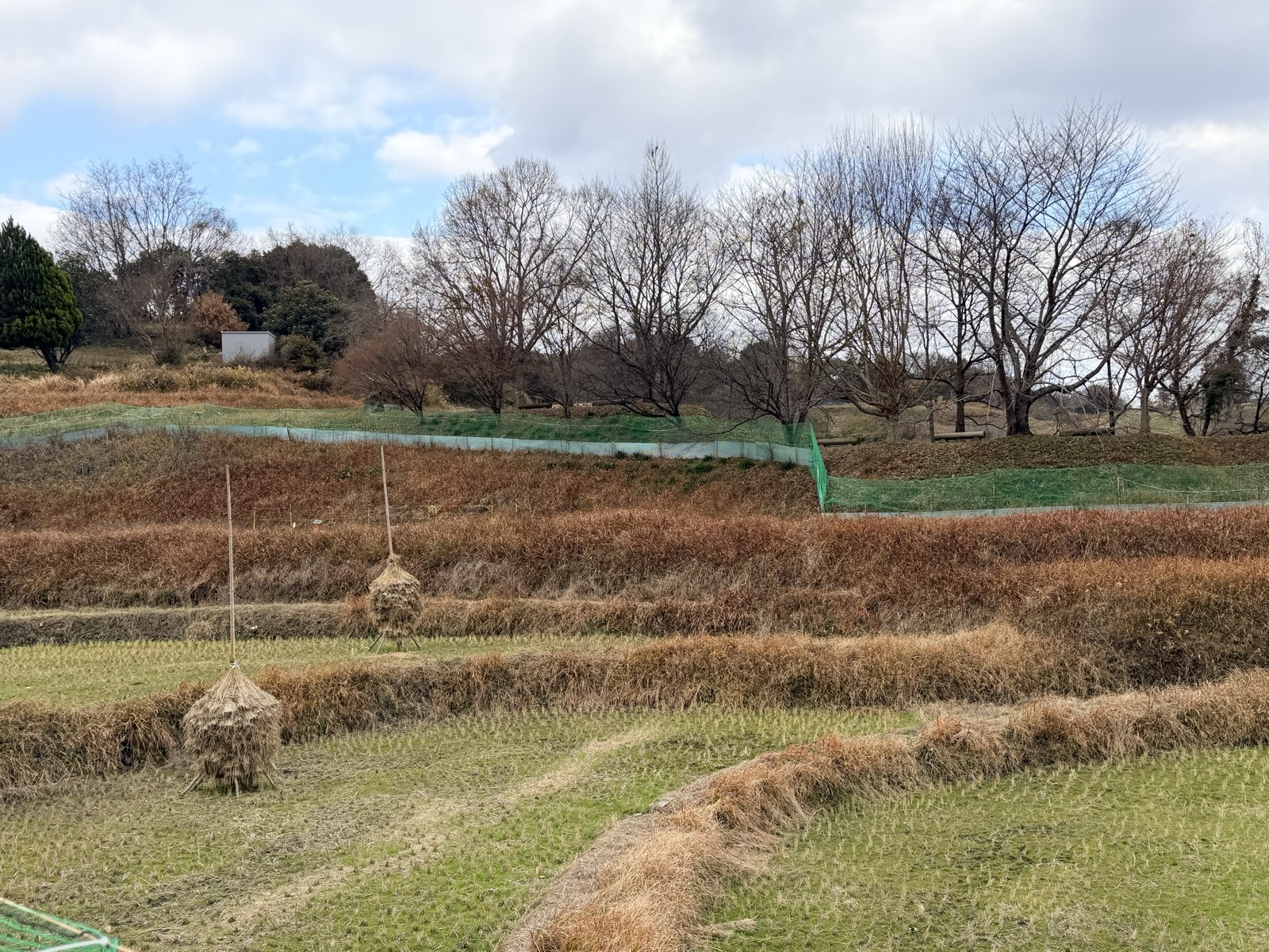 冬の田に立つ「にお」。稲わらを円錐形に積み上げてある