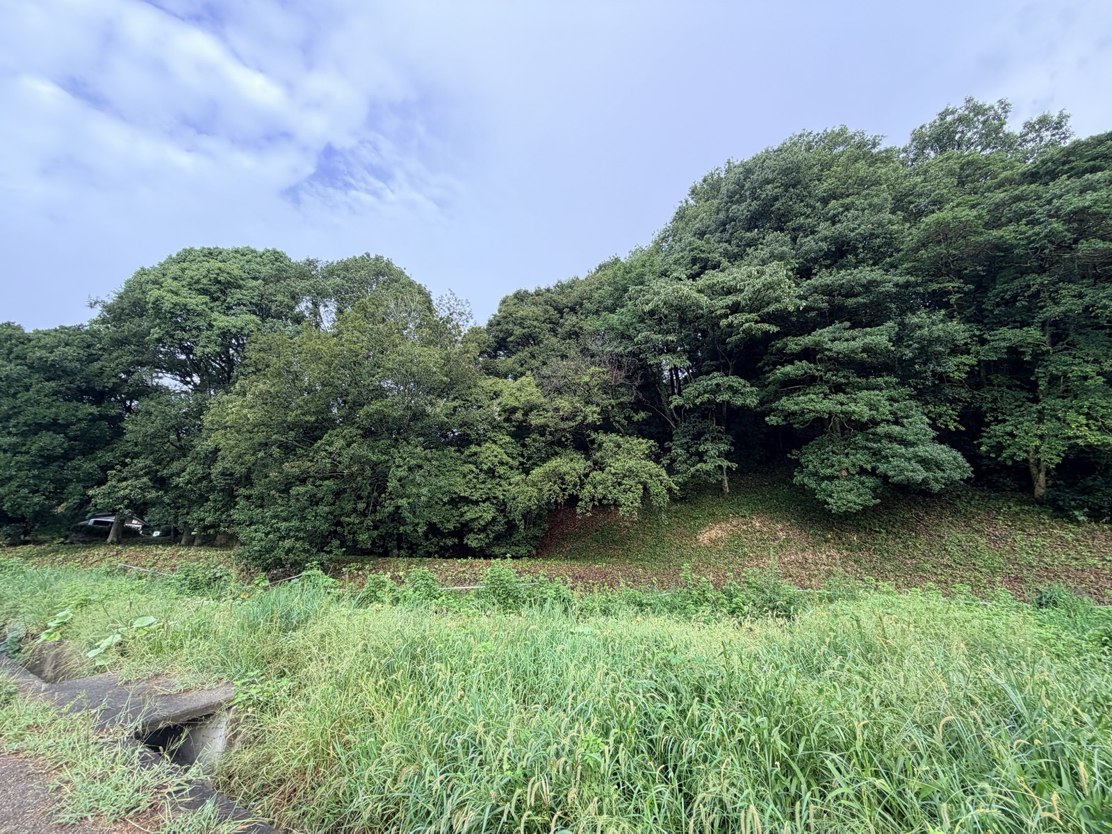 甘樫丘のふもと。手前は夏草の茂る畑、斜面はうっそうとした木立に覆われている