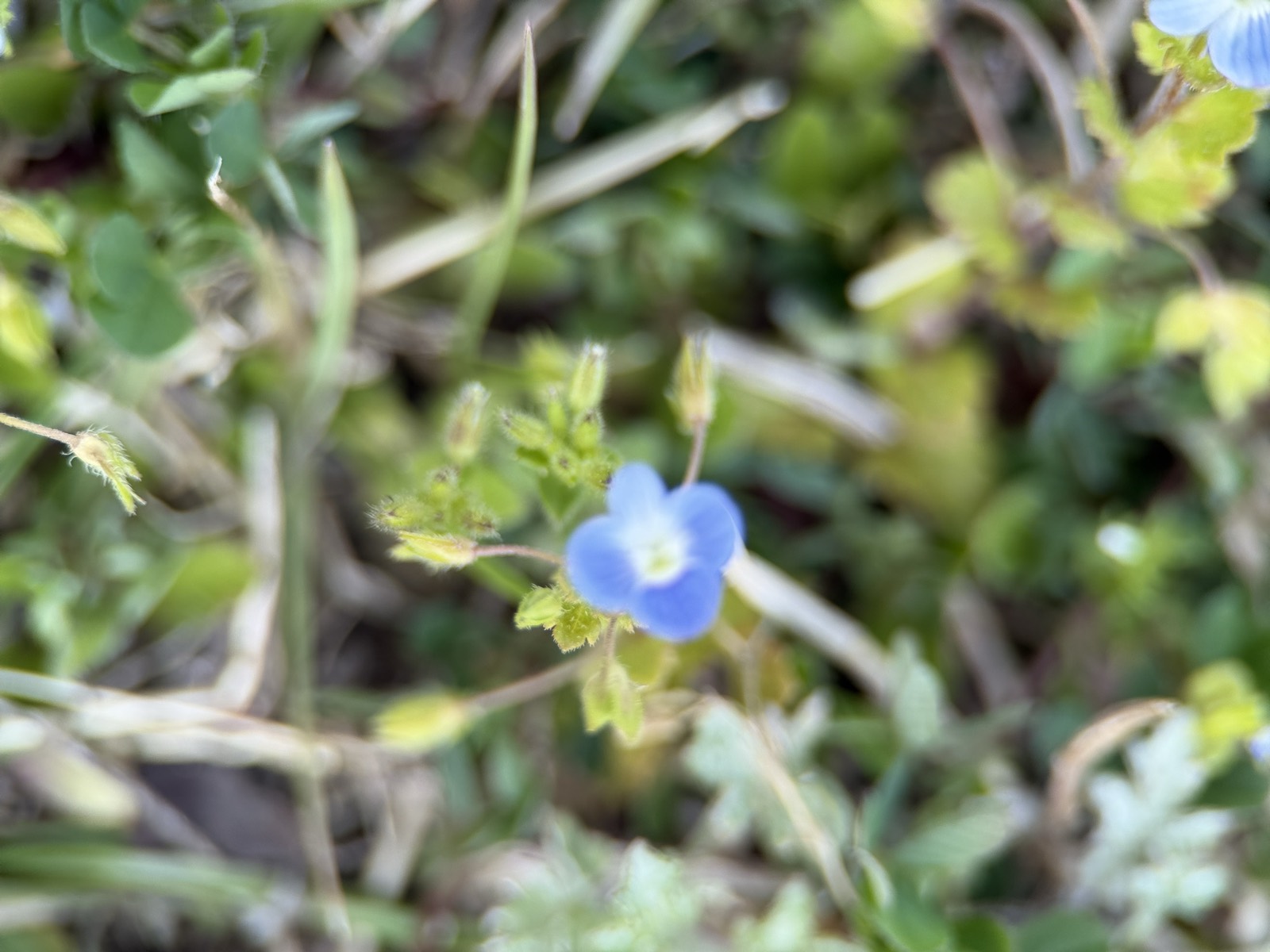 草のあいだに咲くオオイヌノフグリ。淡い青の小さな四弁花、中心は白