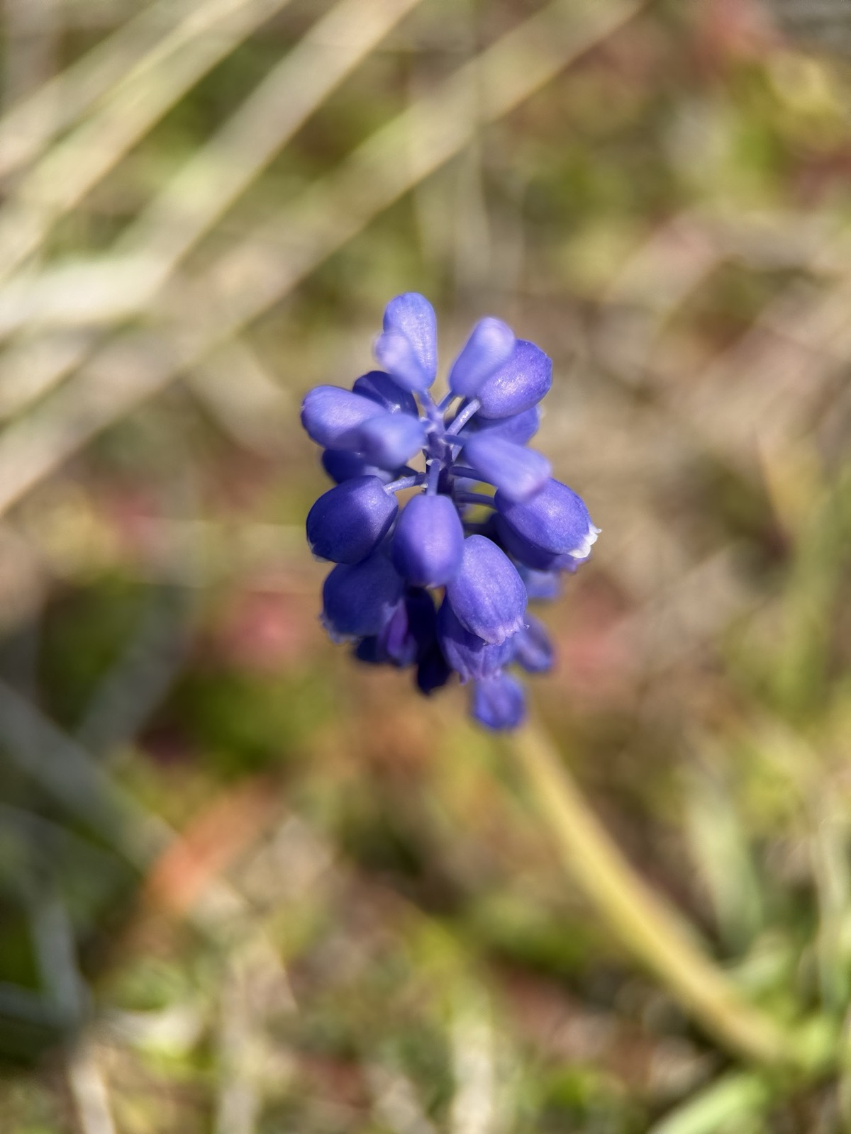 枯れ草のあいだに立つムスカリ。濃い青紫の粒のような花が房になっている