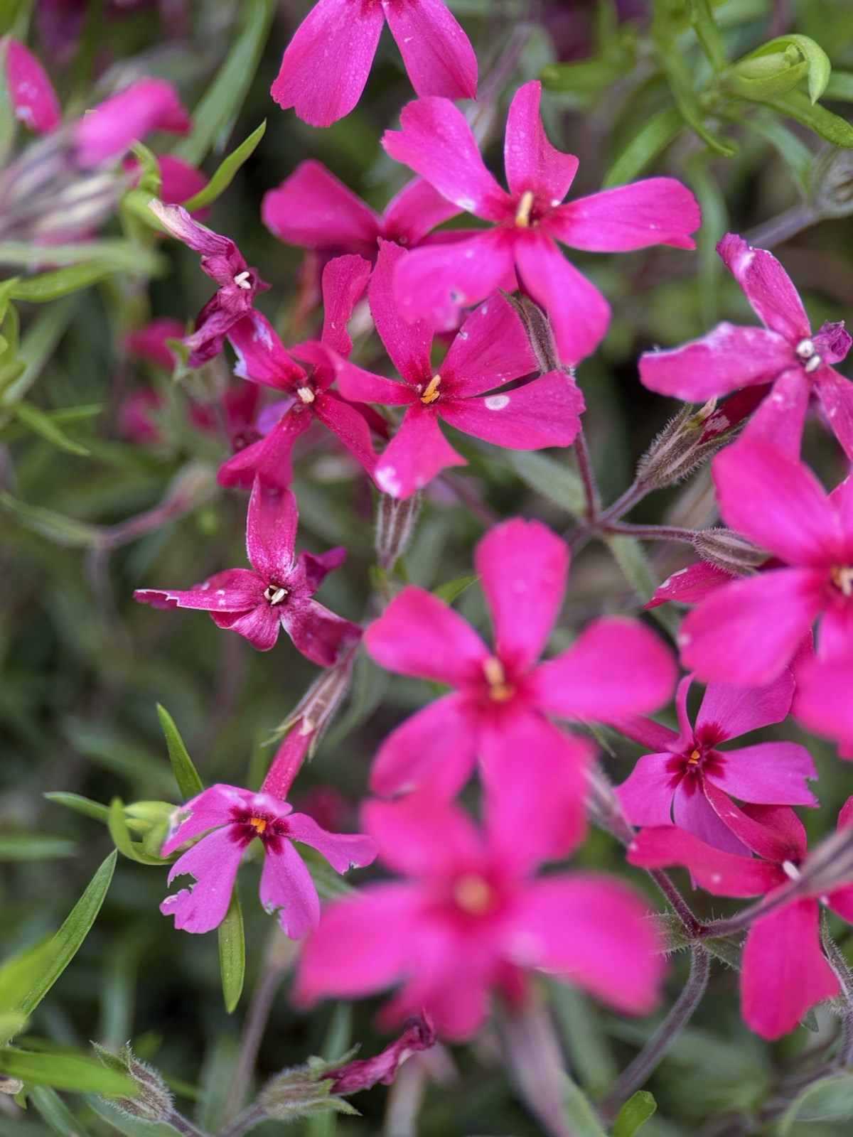 シバザクラの接写。濃い紅色の五弁の花と、細い針のような葉