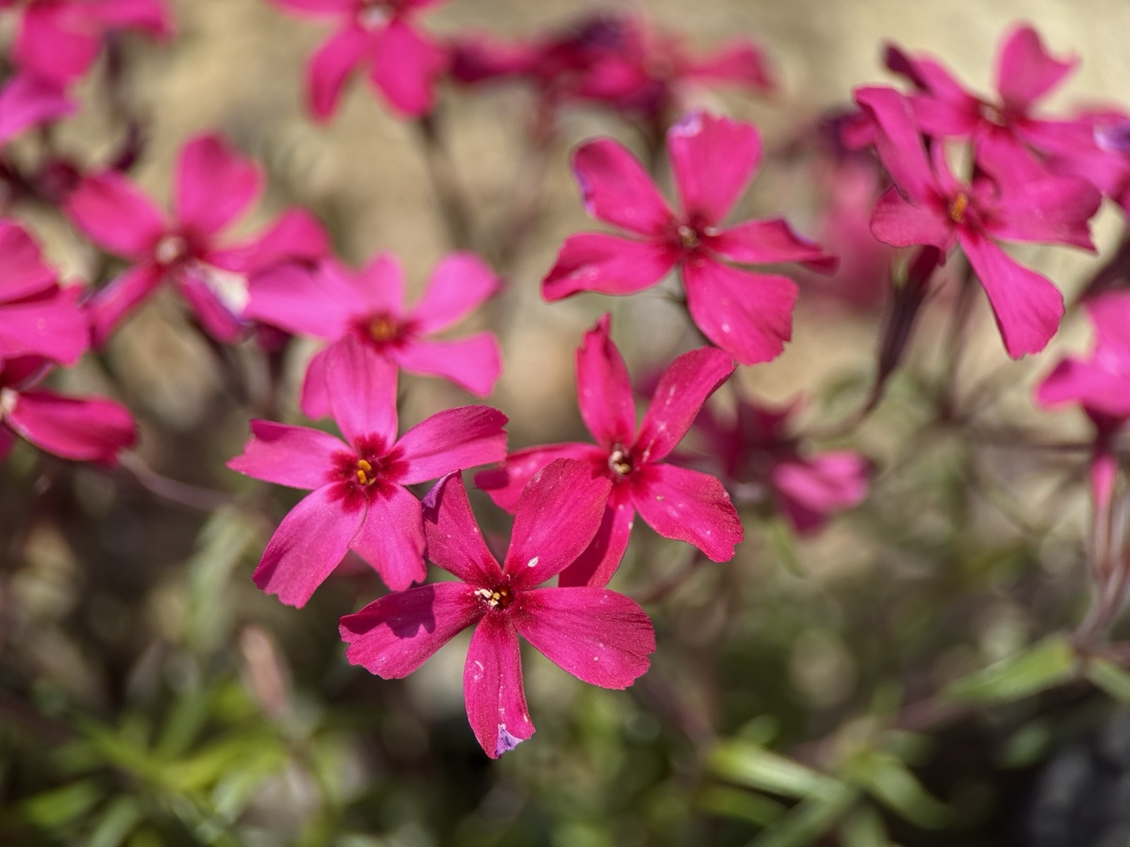 斜面一面に咲くシバザクラ。濃い桃色の花が地面を覆っている