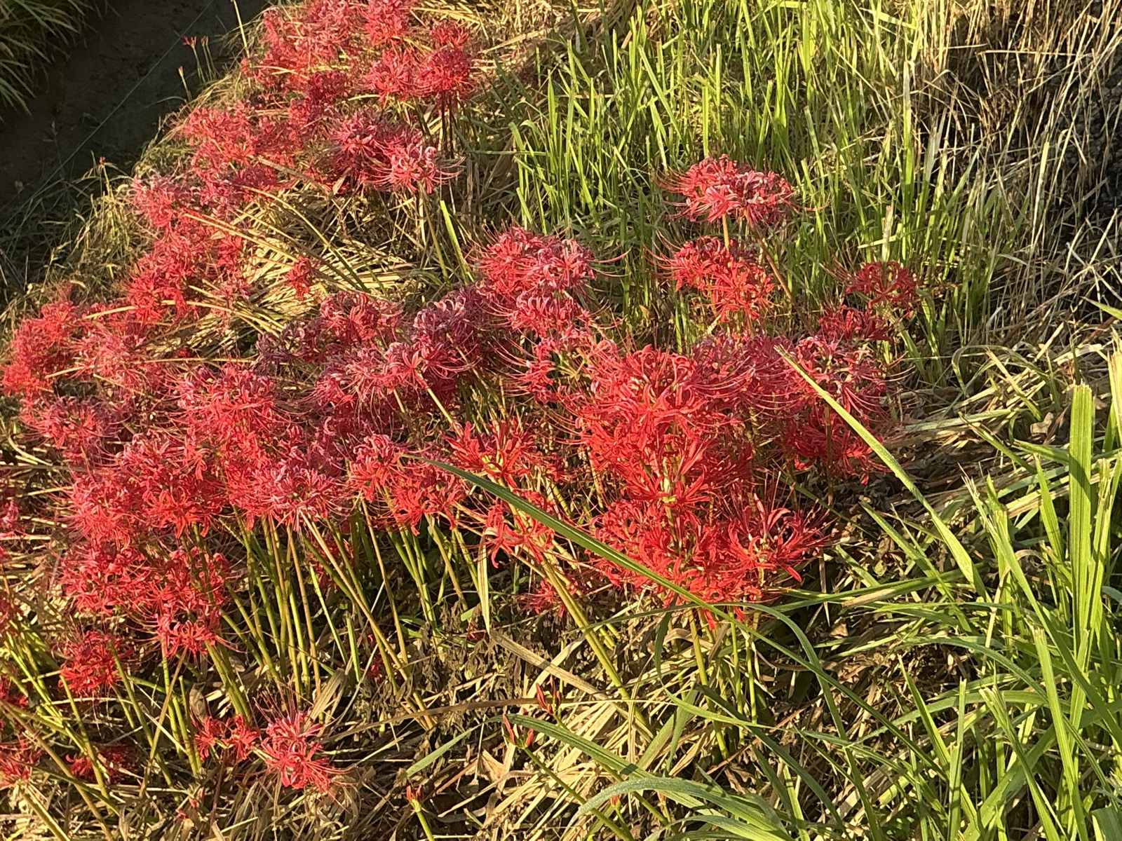 草のあいだに群れて咲く彼岸花。細い花びらが反り返り、長いおしべが伸びる