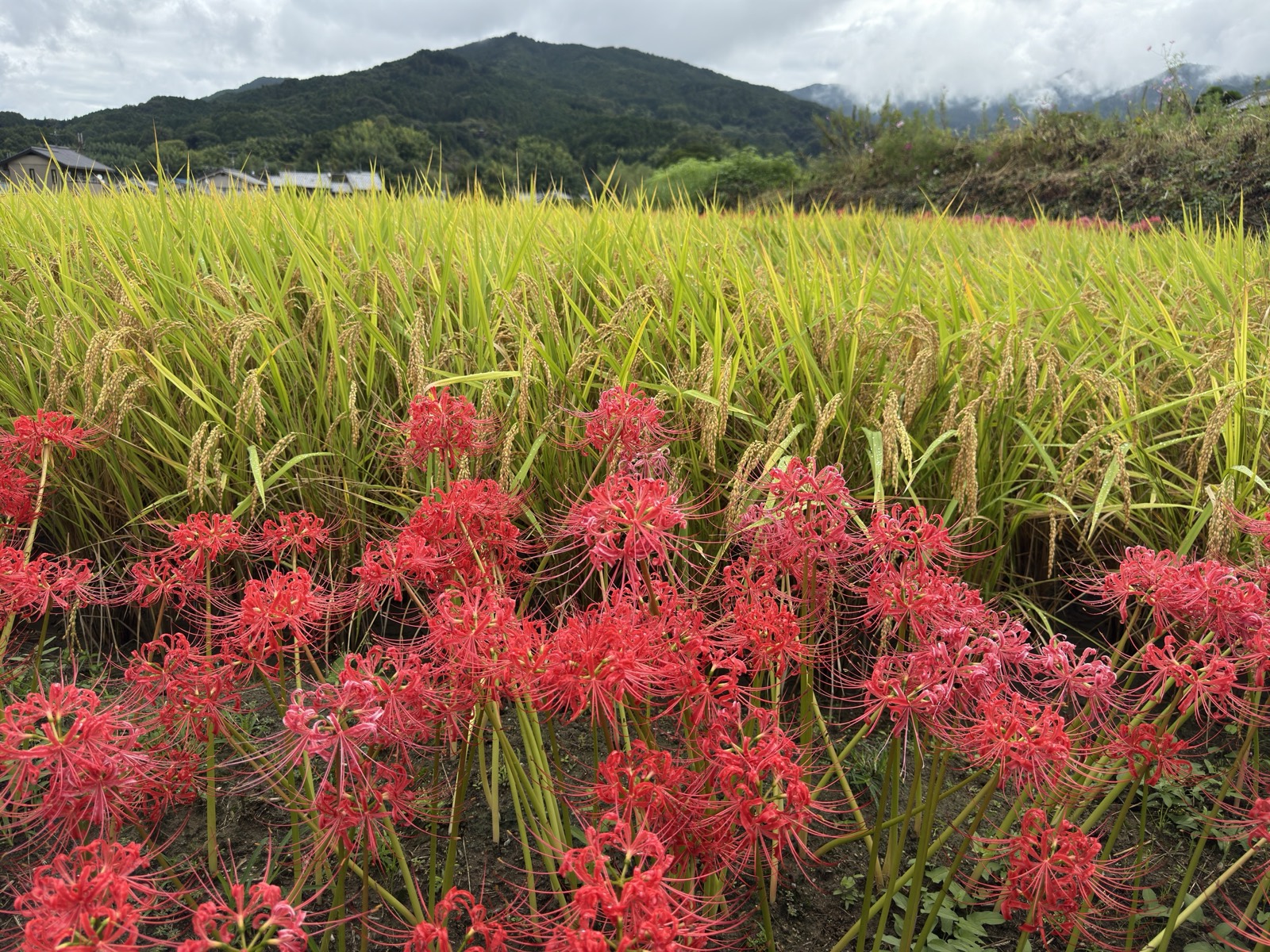 実った稲穂の手前に咲く彼岸花。奥に集落と山並み