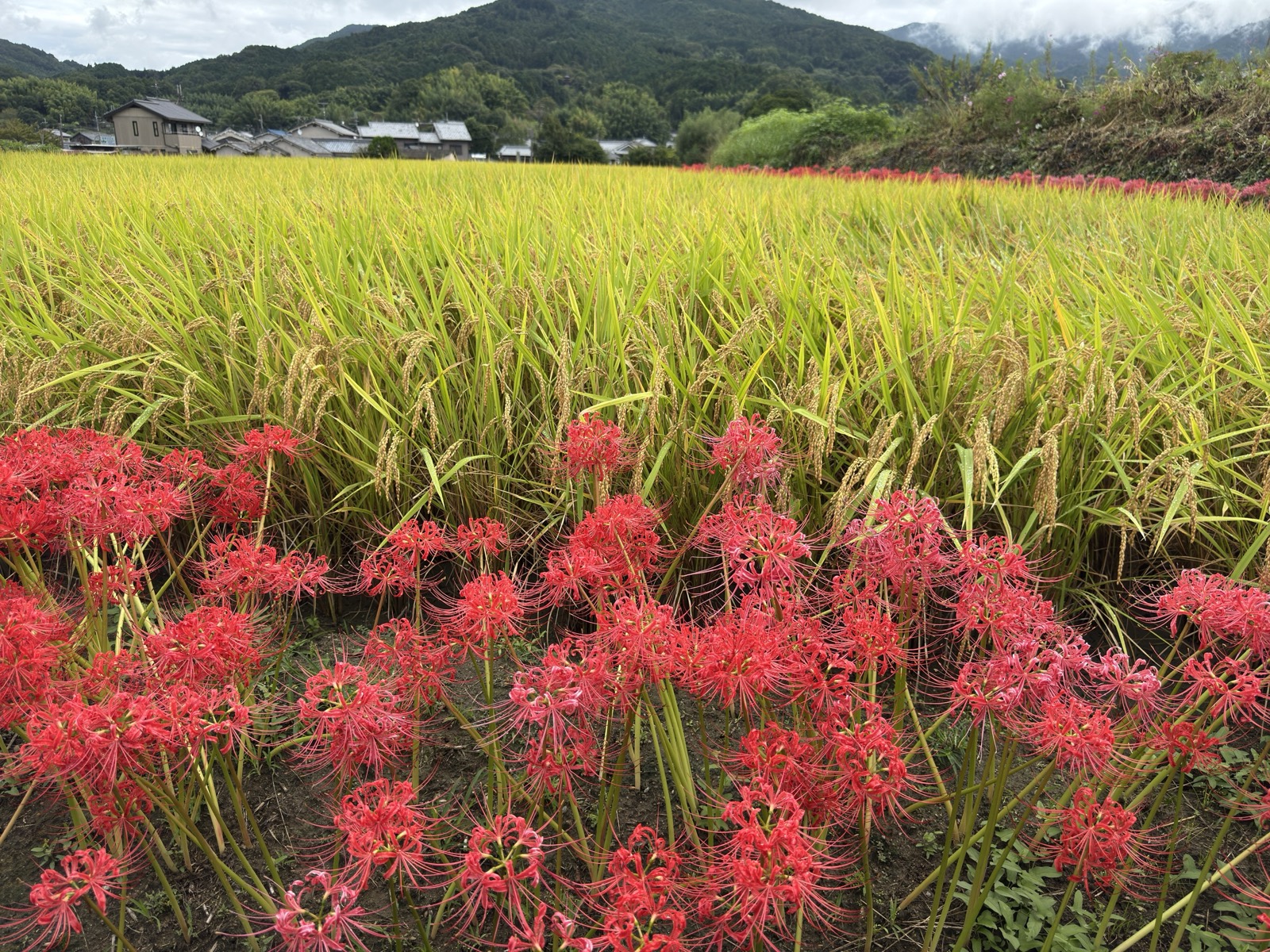 刈り入れ前の田と、畦に続く彼岸花の列。奥に集落と山