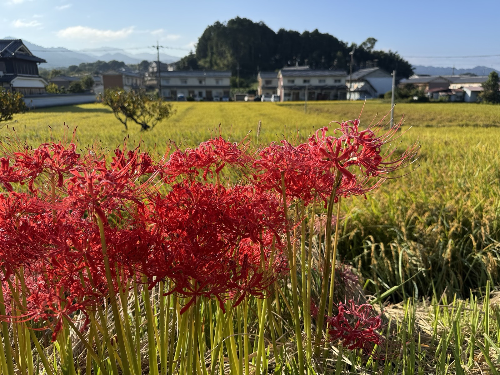 黄金色の田の向こうに咲く彼岸花と、集落、山並み