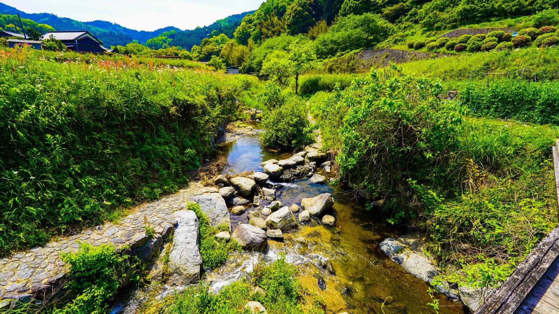 新緑の谷を流れる飛鳥川の上流
