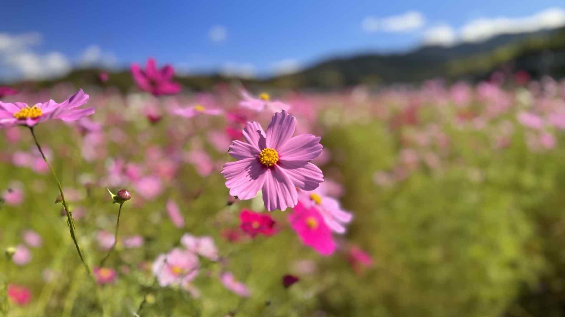 秋空の下に咲きひろがるコスモス