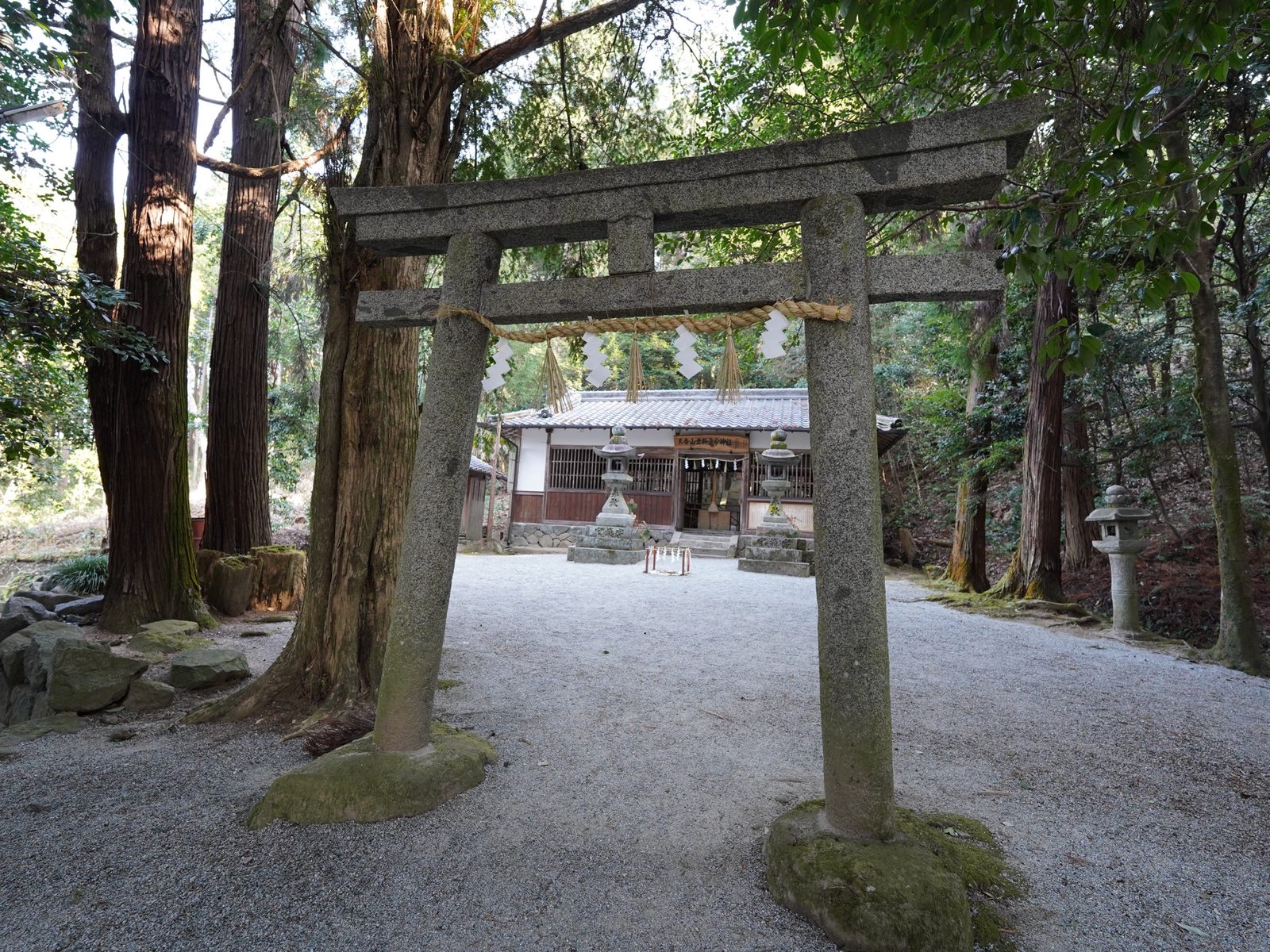 杉の大木に囲まれた境内。注連縄を張った石の鳥居の奥に拝殿が見える