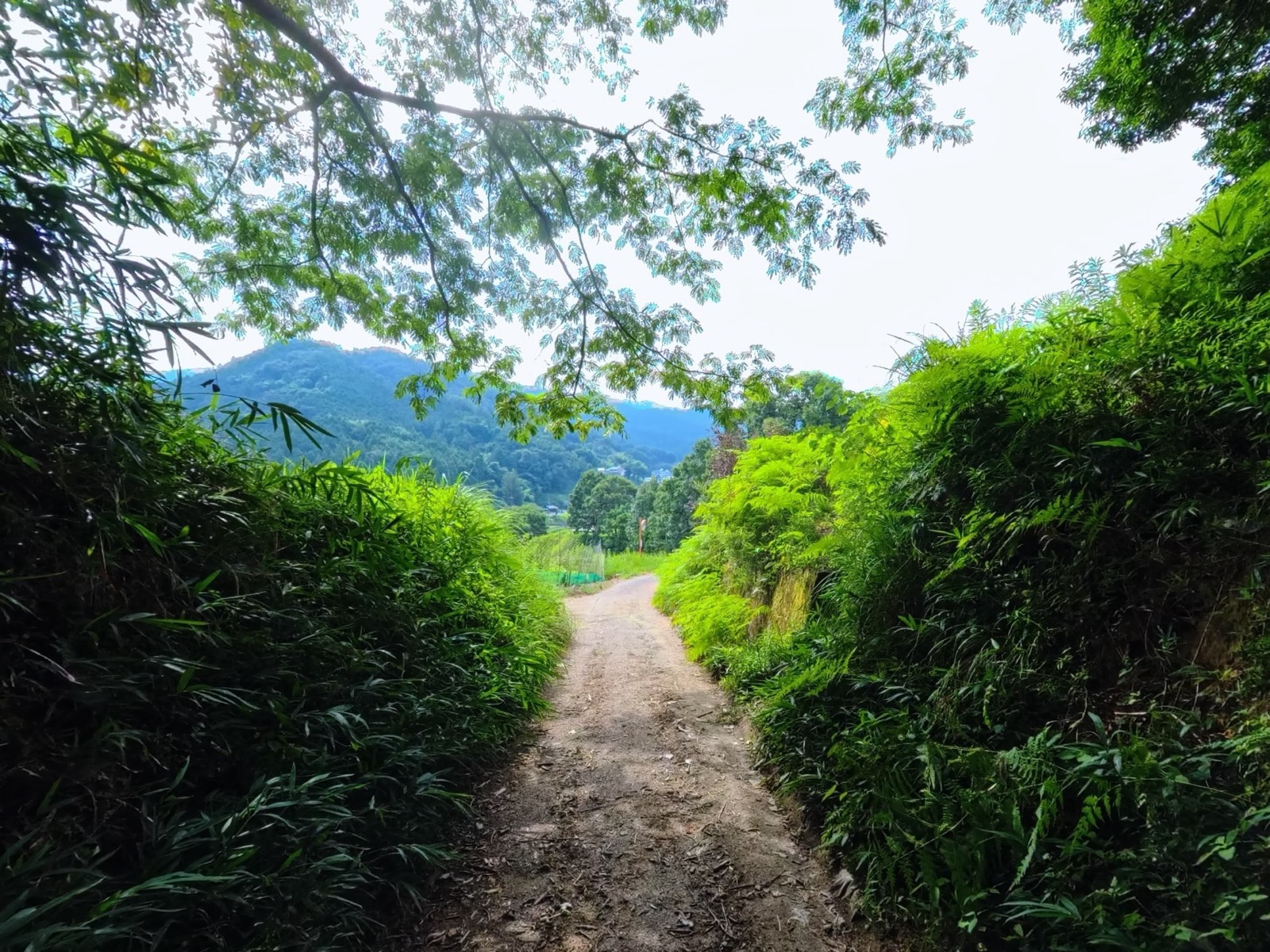 朝風峠の細い土の道。両側を竹やぶと草に囲まれ、正面に谷と山並みが見える