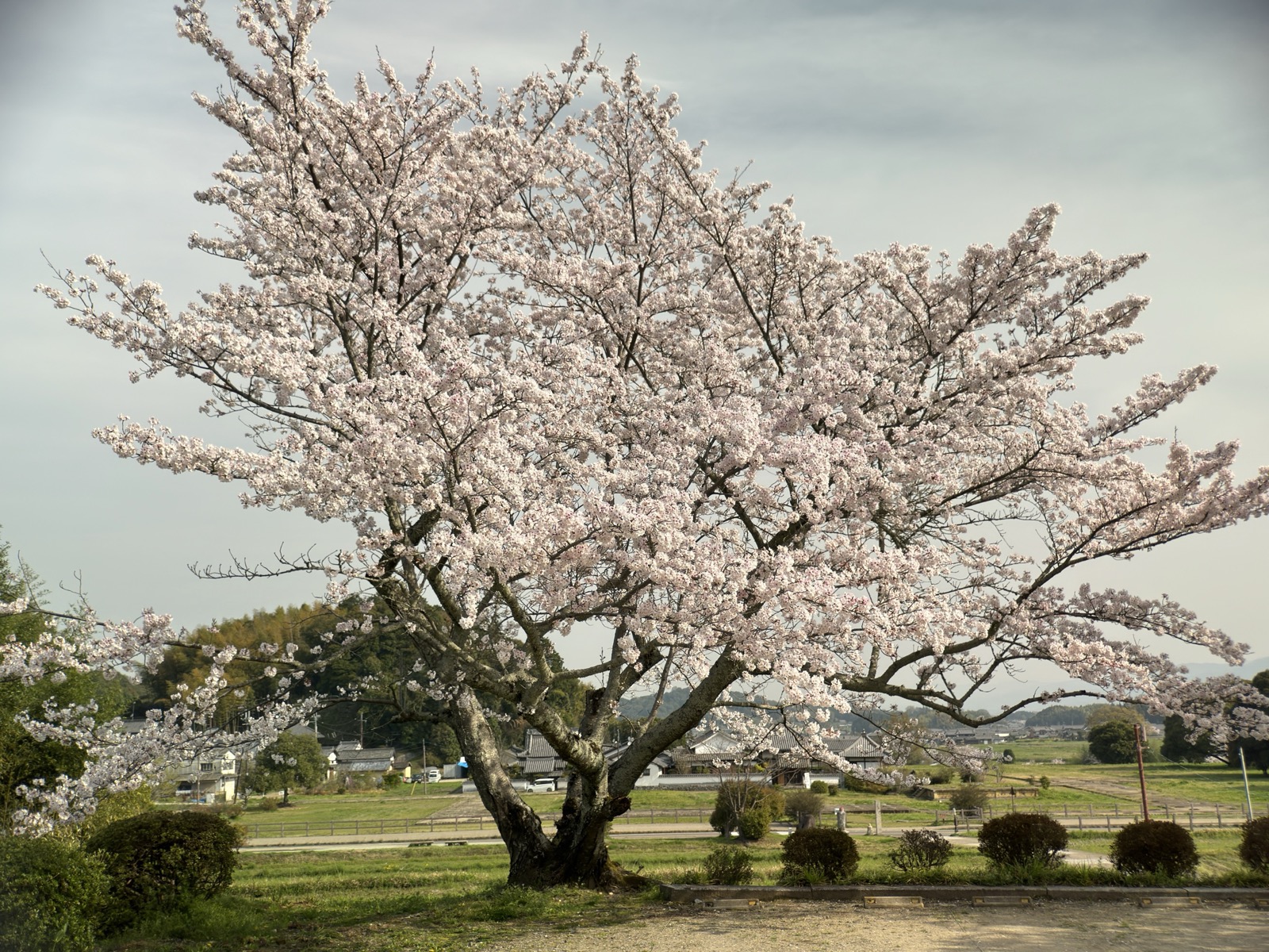飛鳥川のほとりに立つ大きな桜。満開の枝が広がり、奥に集落と山が見える