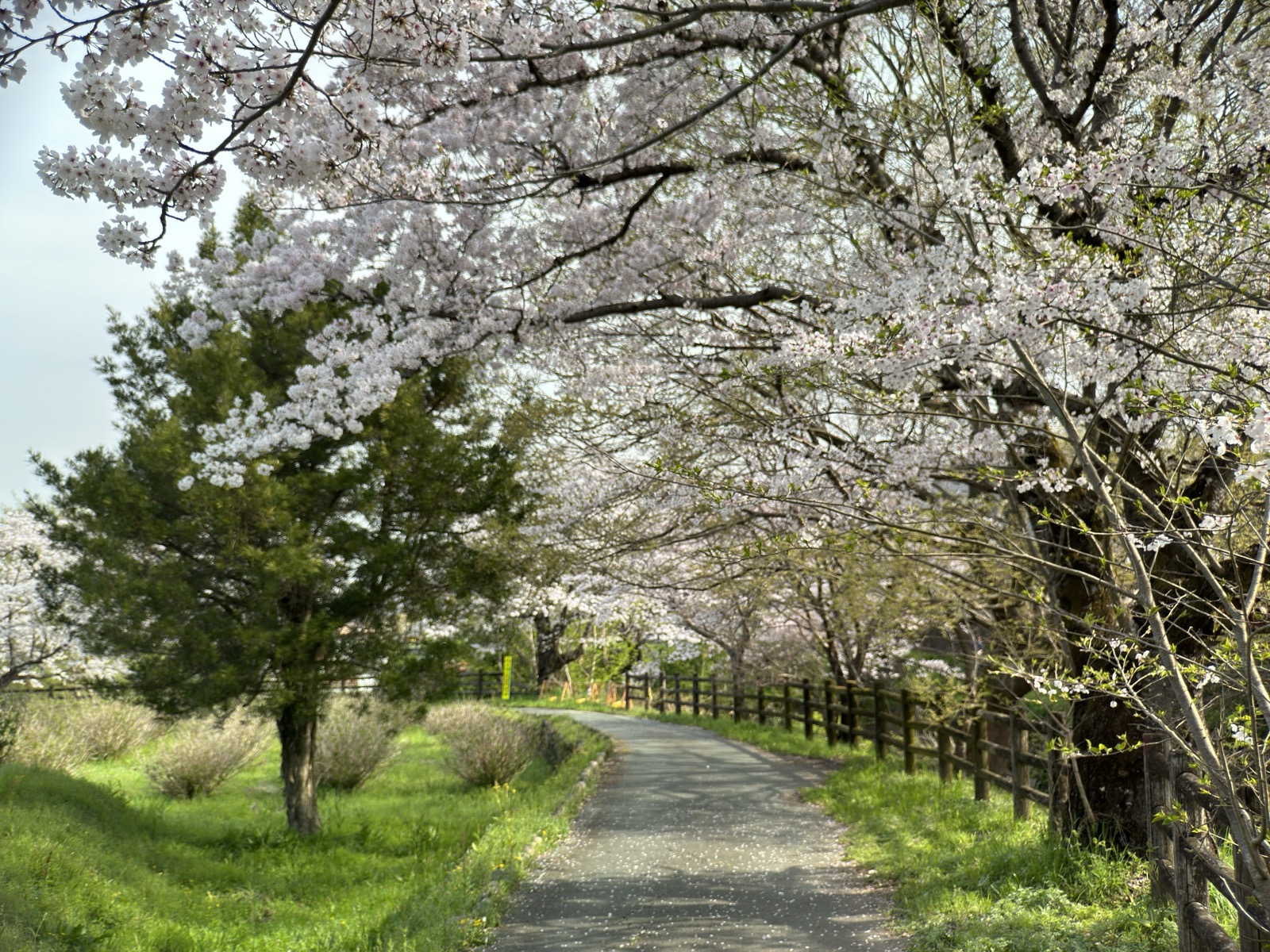 飛鳥川の堤の桜並木。花に覆われた細い遊歩道が続く
