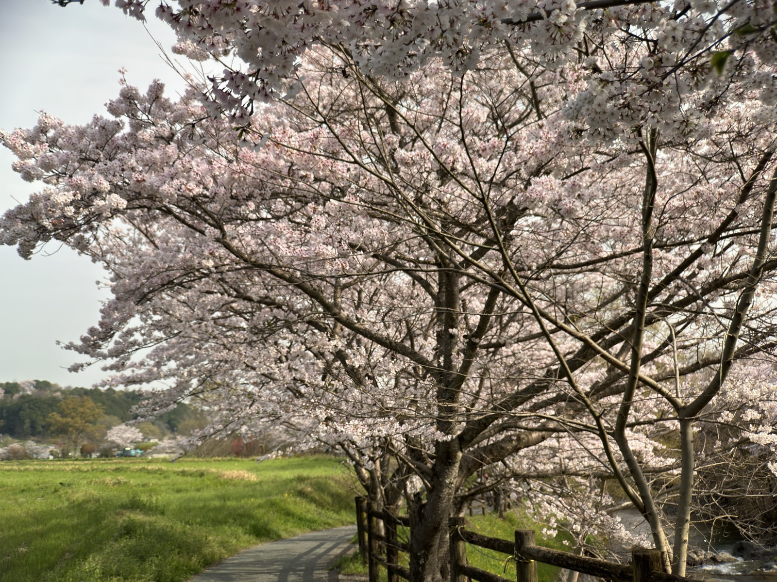 川沿いの桜並木と遊歩道。左手は草の堤、右手は木柵越しに飛鳥川