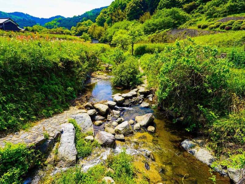 新緑の稲渕を流れる飛鳥川。川床に石が点々と据えられ、左手には石畳の道が続く