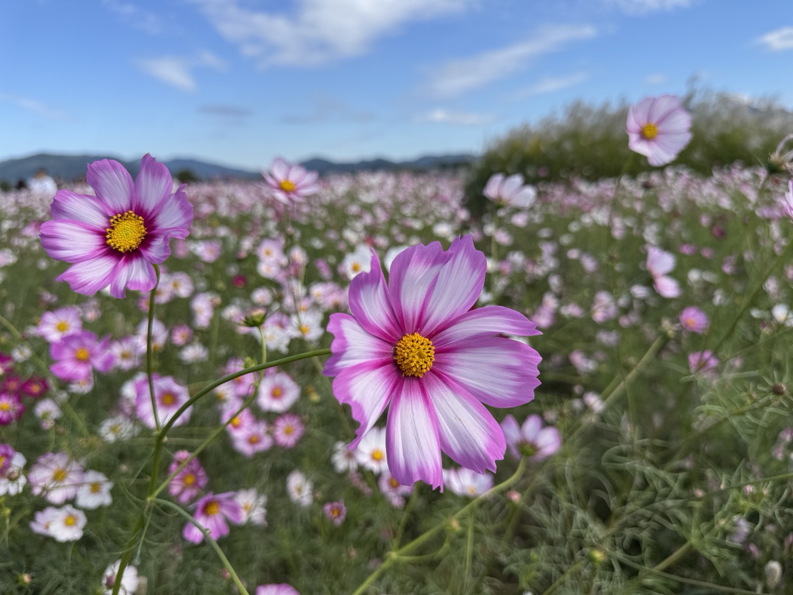 藤原宮跡のコスモス。ピンクと白の花が咲きそろう