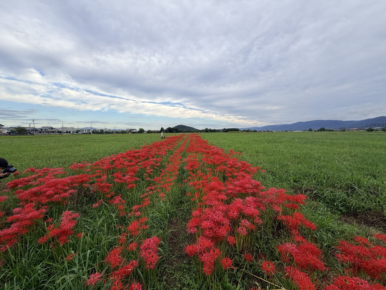 A single line of red spider lilies blooming along a ridge between fields at the Fujiwara Palace Site