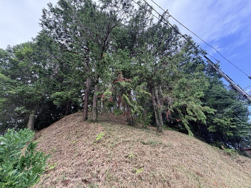 雷丘をふもとから見上げる。斜面は枯れ草に覆われ、頂に杉の木立が茂る