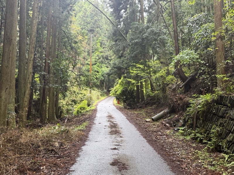 杉林のなかを抜ける芋峠の一車線の道路