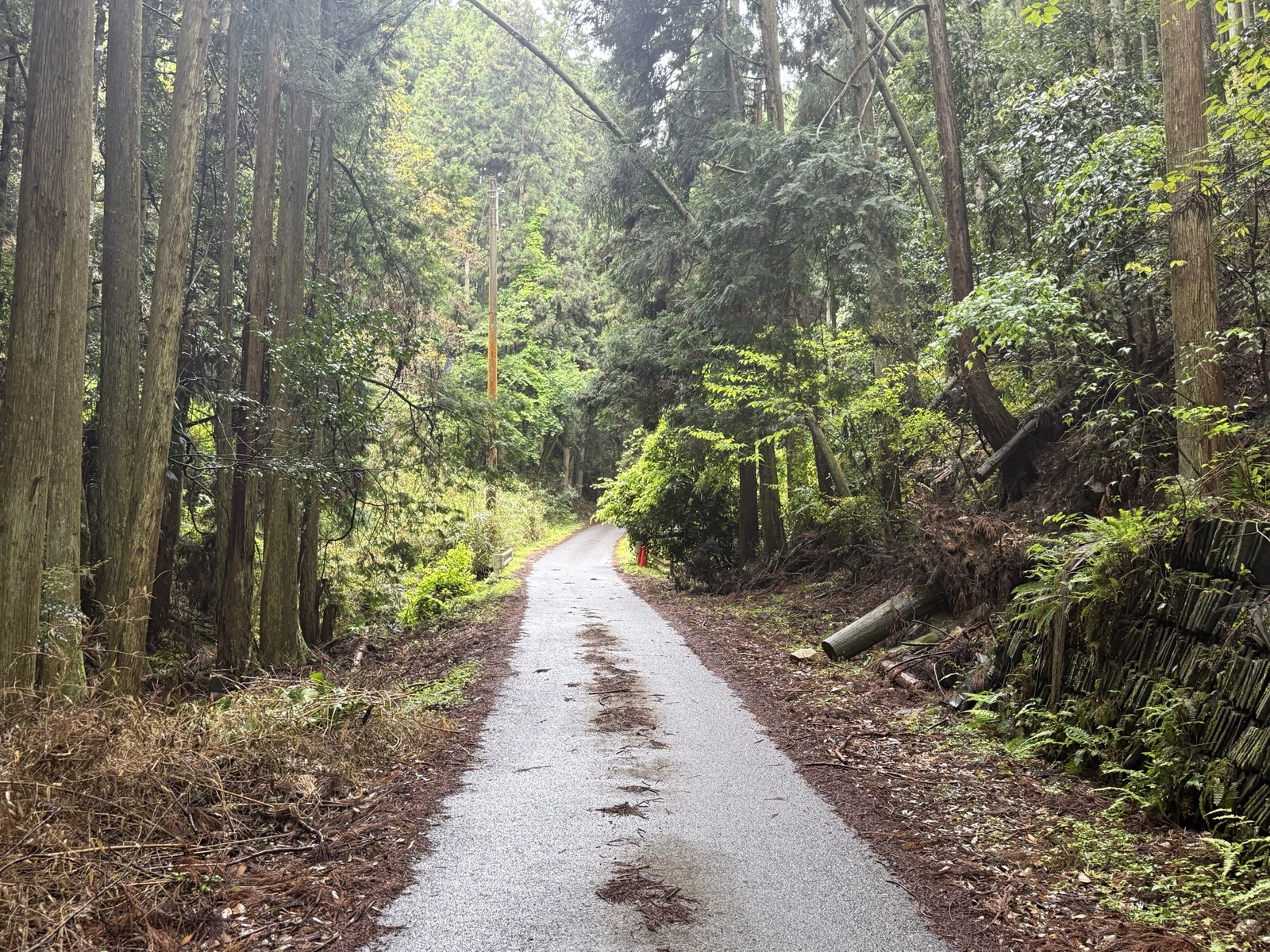 杉林のなかを抜ける芋峠の一車線の道路