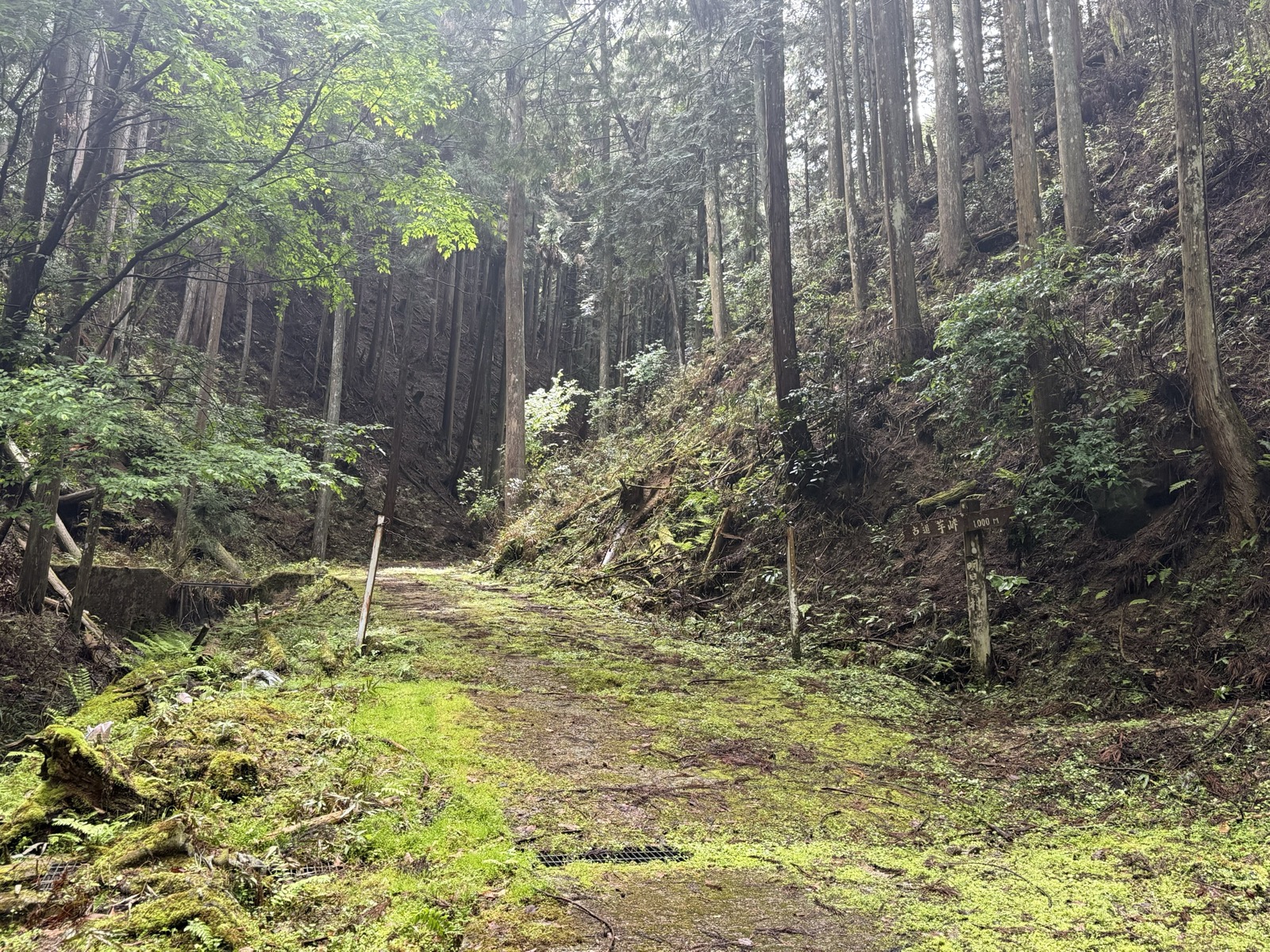 苔に覆われた古道芋峠の登り口。「古道芋峠 1,000m」の道標が立つ