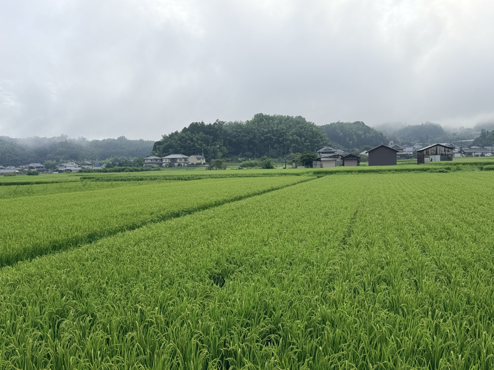 石神遺跡の一帯。稲田がひろがり、奥に集落と竹に覆われた丘が見える