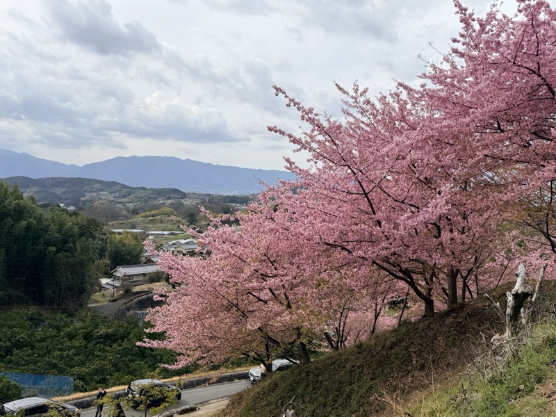 満開の河津桜ごしに見下ろす集落と山並み。花は濃い紅色