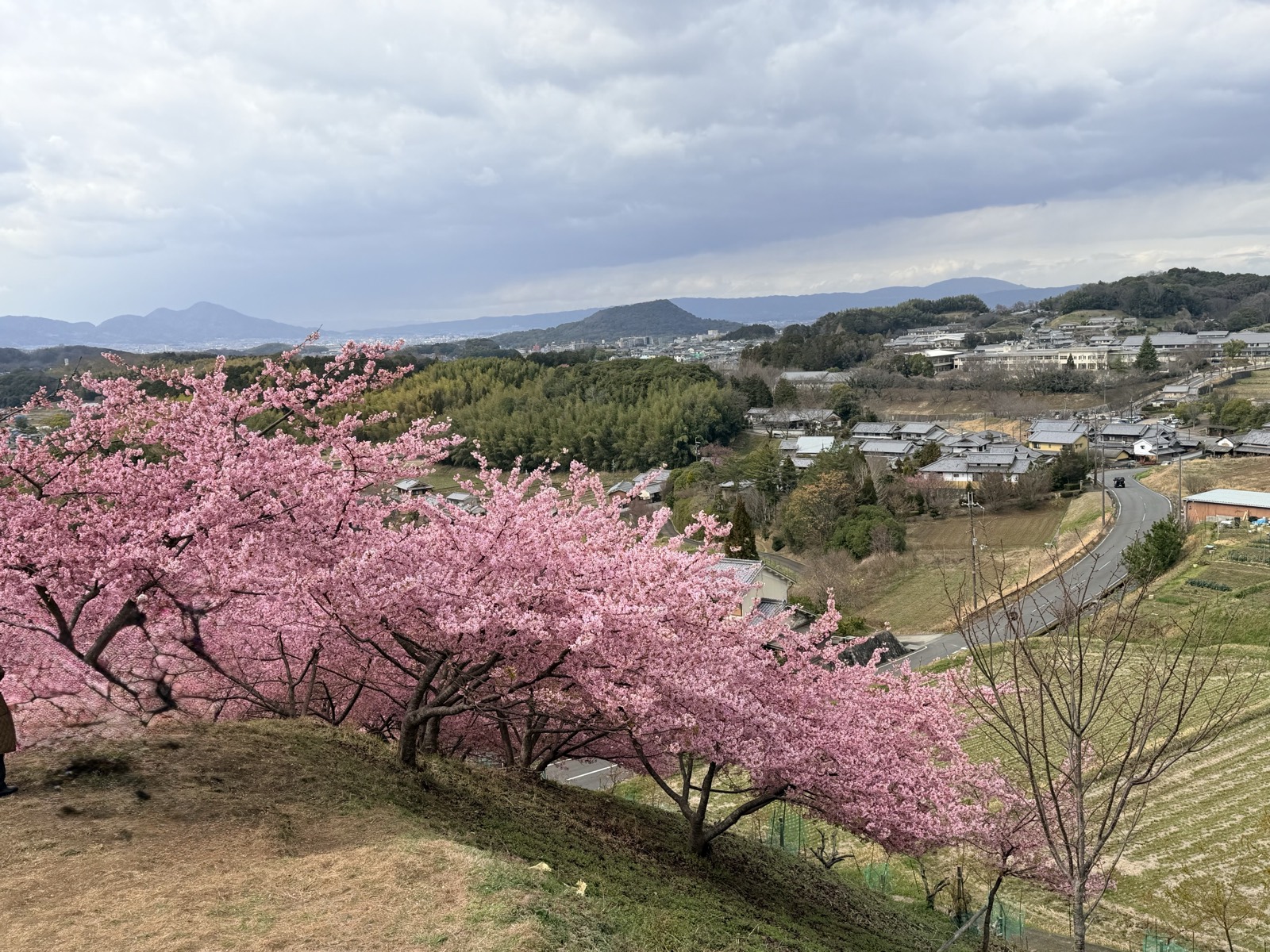 丘の斜面に並ぶ河津桜。奥に明日香の集落と遠く奈良盆地