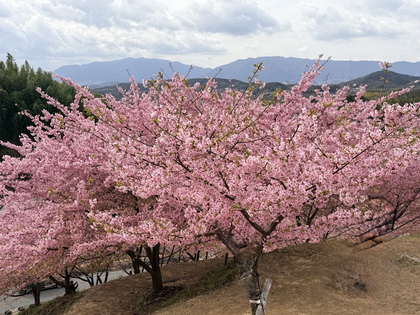 見頃を迎えた河津桜の木。花のあいだから若葉が出はじめている