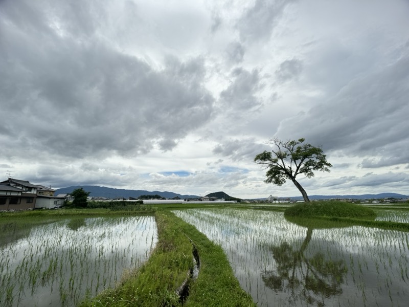 古宮遺跡のあたりに広がる水田。水面に一本の木と雲が映る