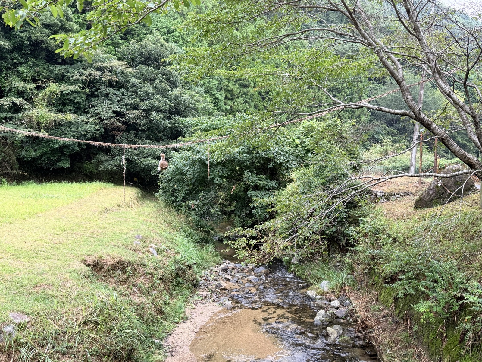 飛鳥川をまたいで渡された女綱。左手は草地、右手は川