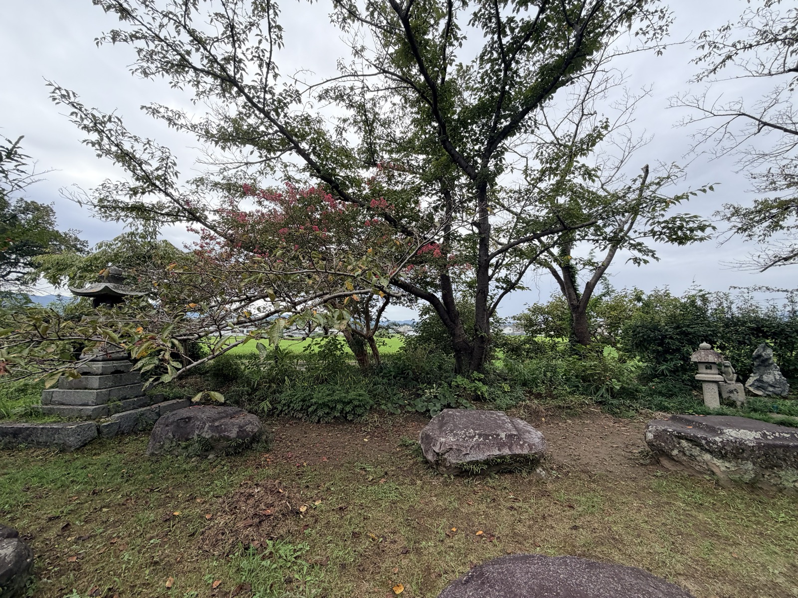 本薬師寺跡の礎石と石灯籠。百日紅の花が咲き、奥に水田が広がる