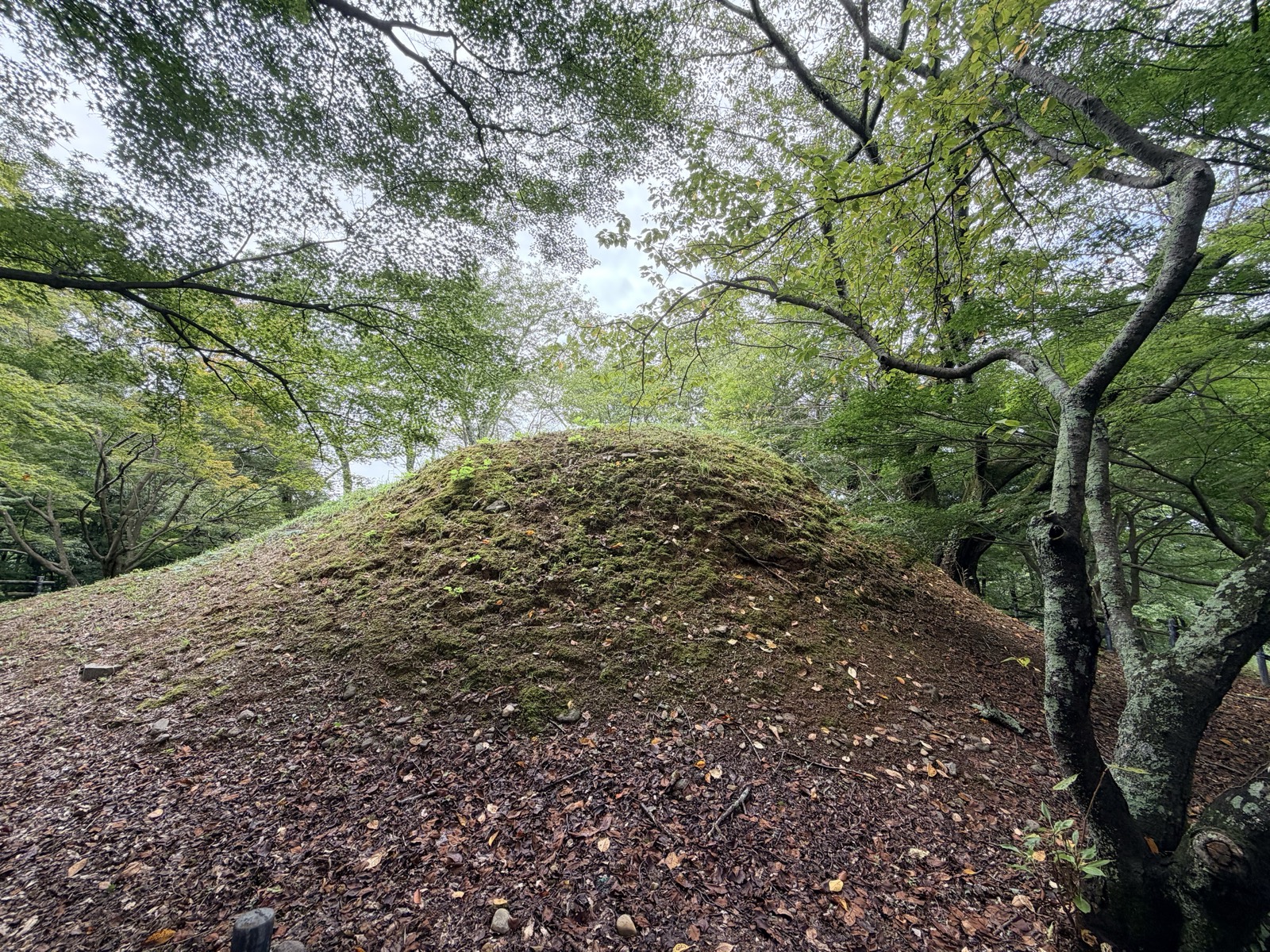 見上げた中尾山古墳の墳丘。表面は苔と落ち葉に覆われている