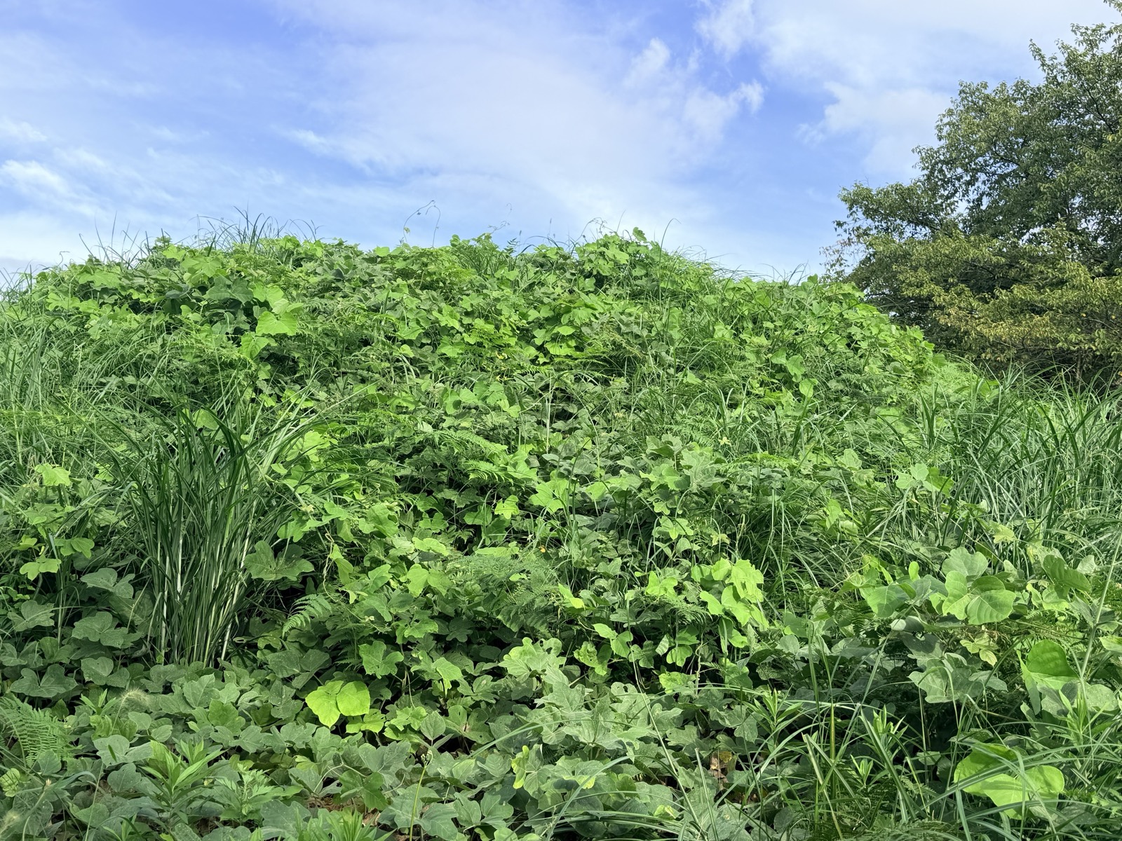 夏草とつる草におおわれた新沢千塚古墳群の墳丘。上に青空が広がる