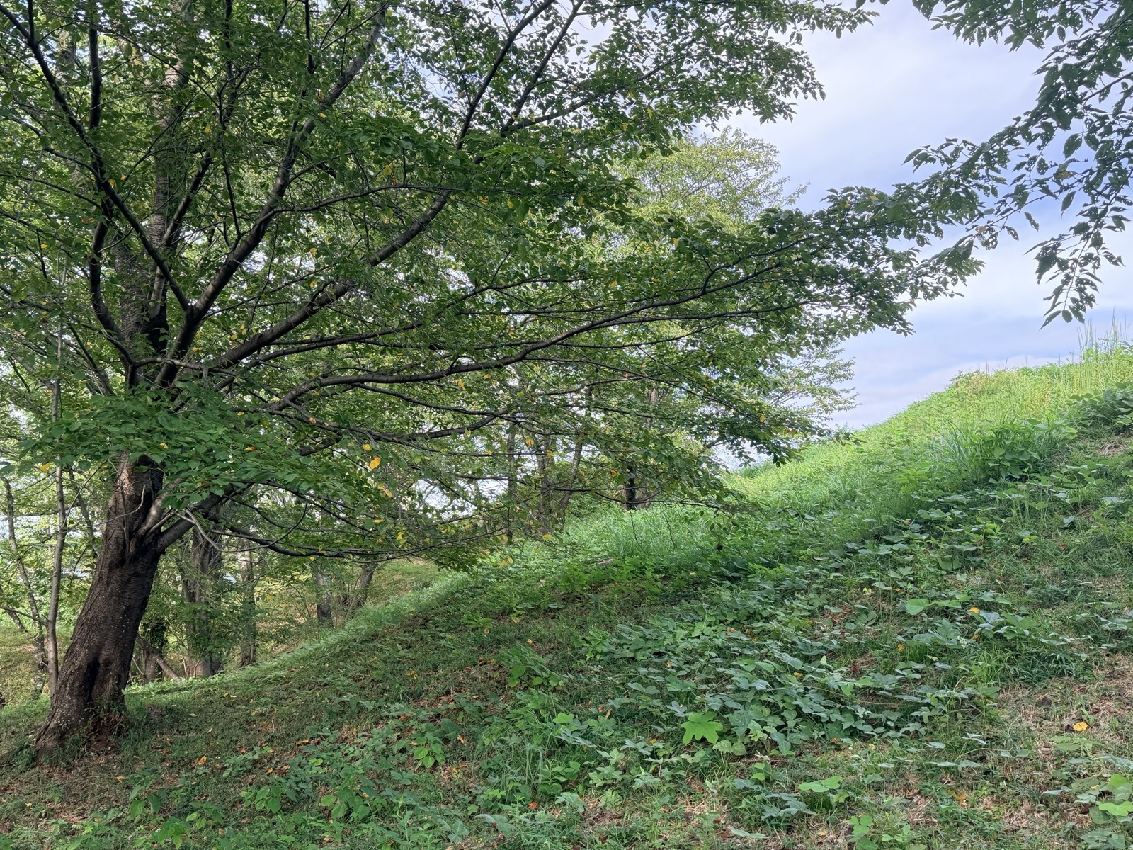 草におおわれた墳丘の斜面と、枝を大きく広げる桜の木