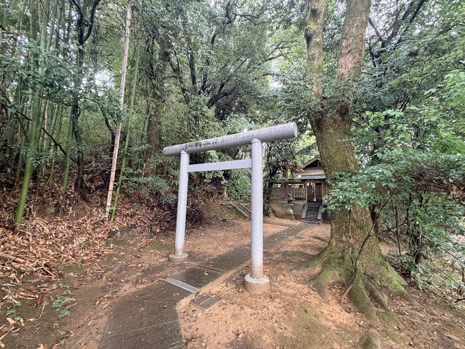 参道に立つ御影石の鳥居。右手に大きな常緑樹、左手は竹林