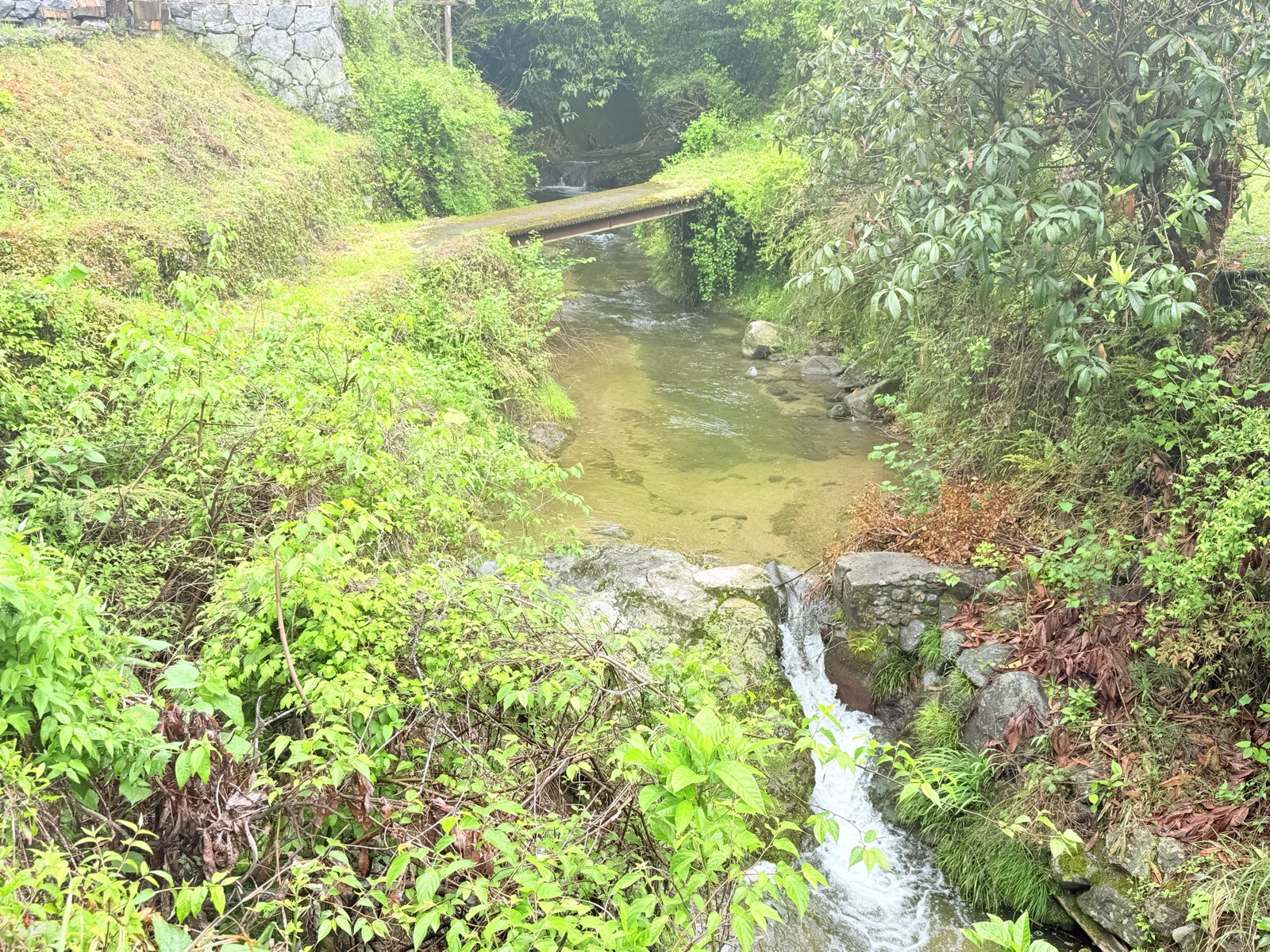 谷を流れる飛鳥川の上流。苔むした細い橋が架かり、両岸は深い緑に覆われている