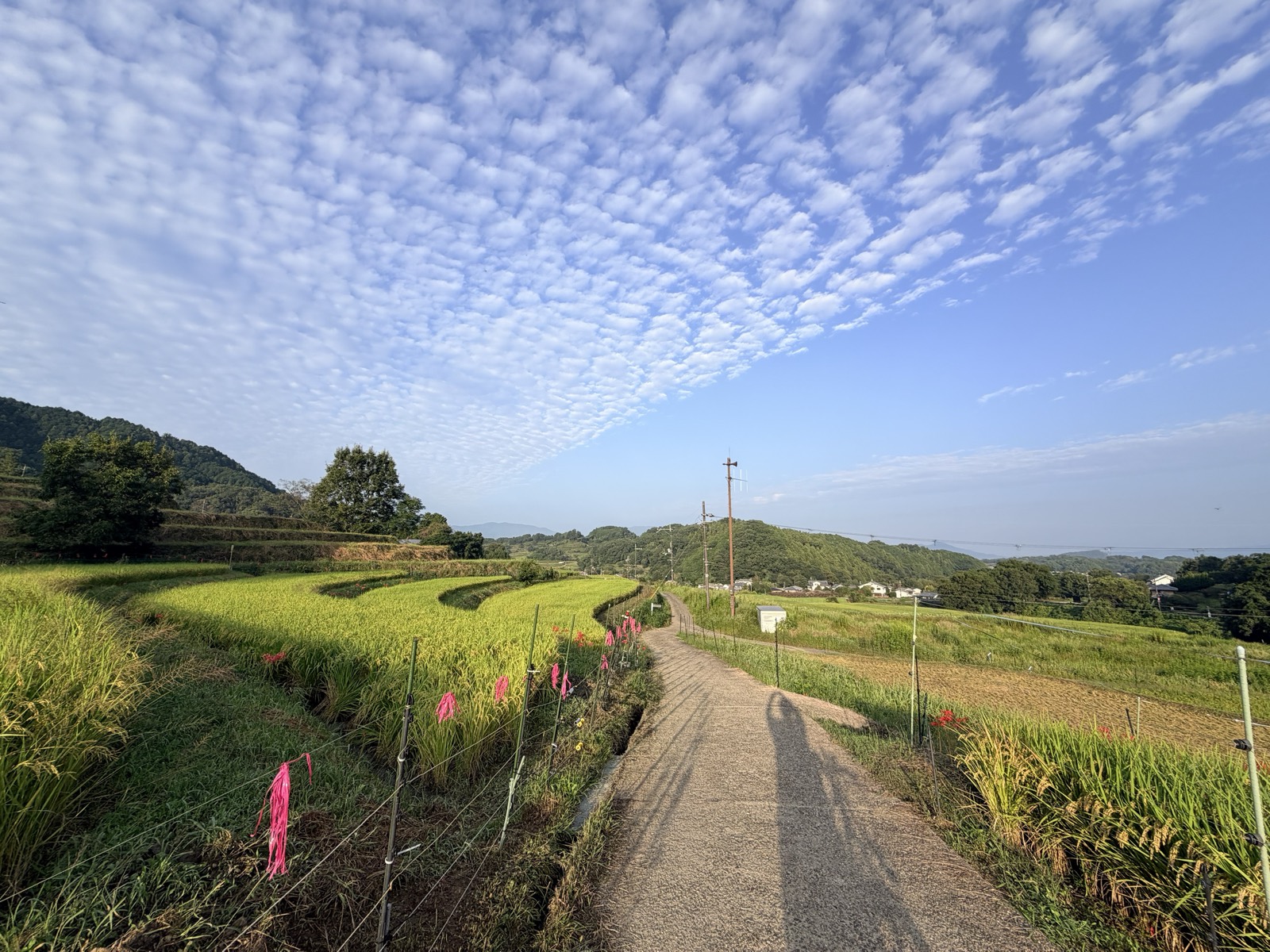 阪田の棚田。実りはじめた稲の段々を縫う道と、畦に咲く彼岸花。頭上にはうろこ雲