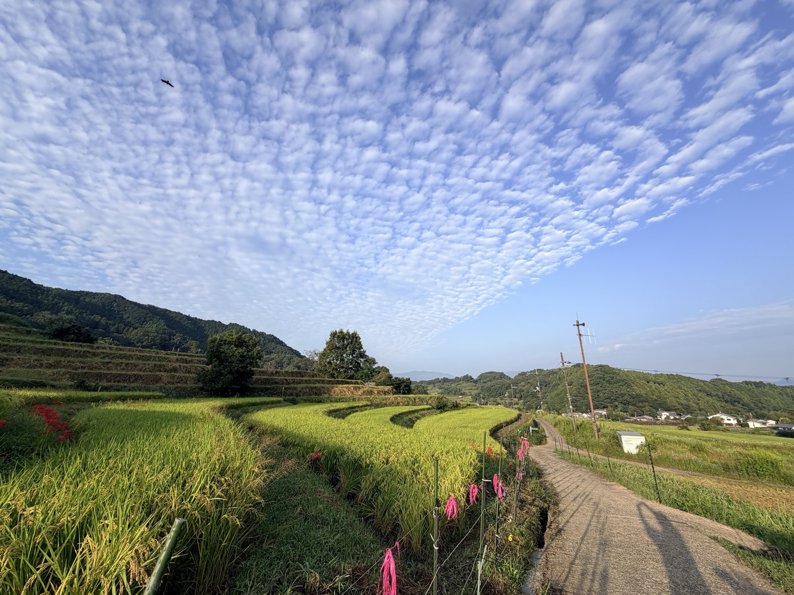 うろこ雲の下に広がる阪田の棚田。上空を鳥が一羽旋回する