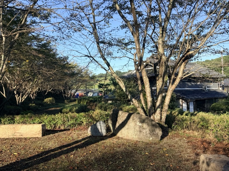 坂田寺跡の草地。桜の木の根もとに石碑と大きな石が残る