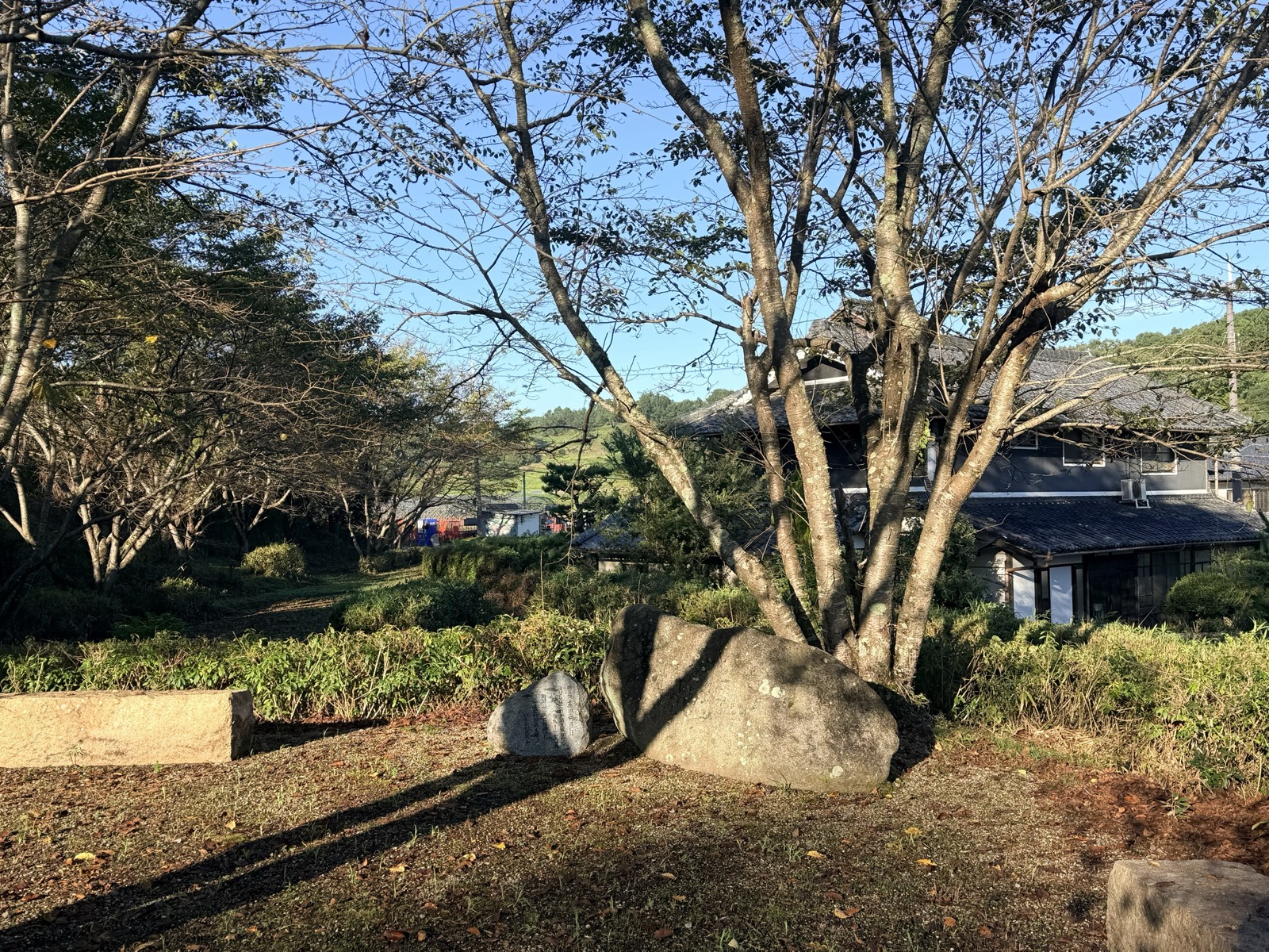 The grassy Sakata-dera site, with a stone monument and a large stone at the foot of a cherry tree
