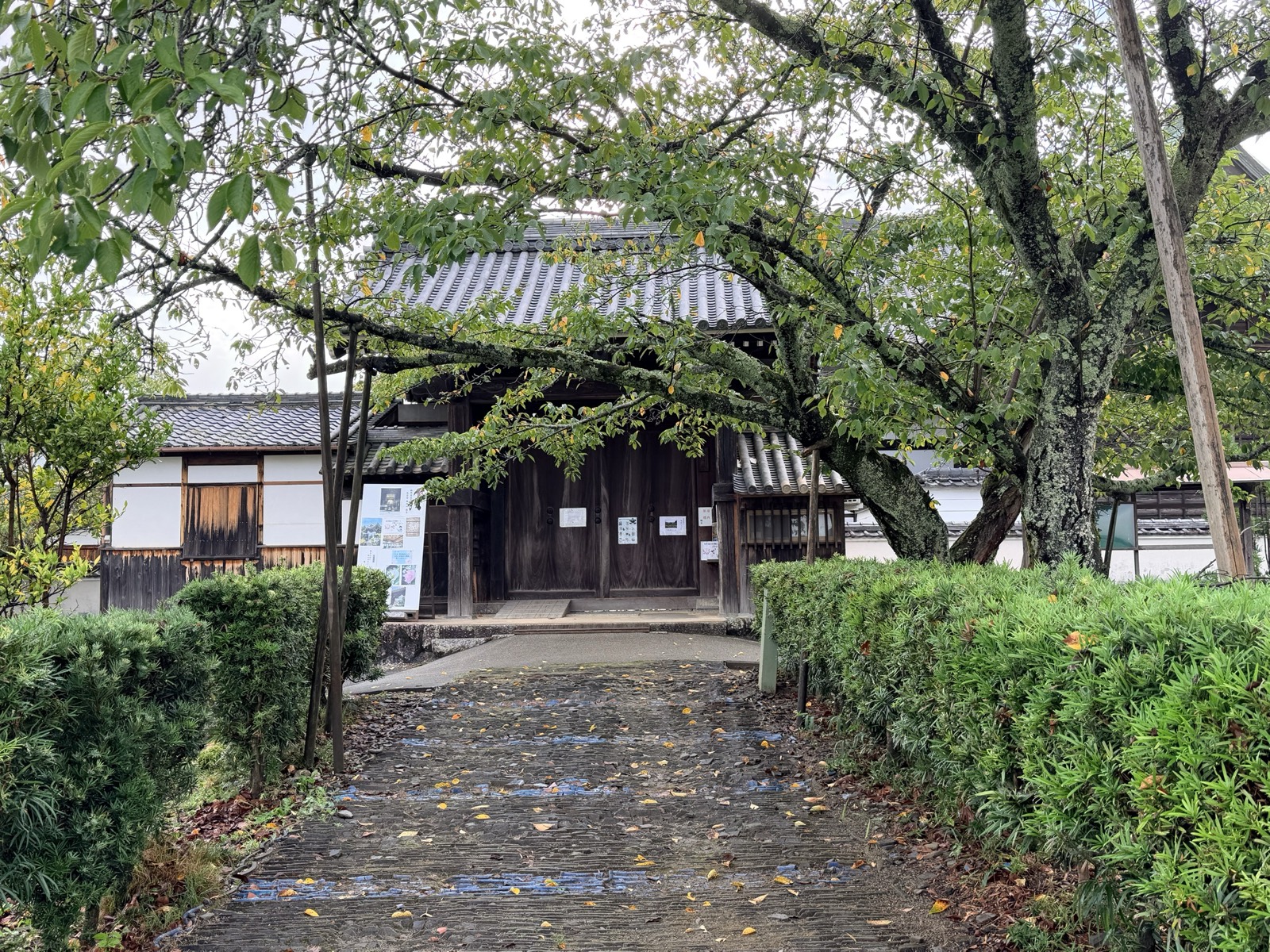 橘寺の門。石畳の参道の先に、桜の枝越しに黒い扉の門が見える