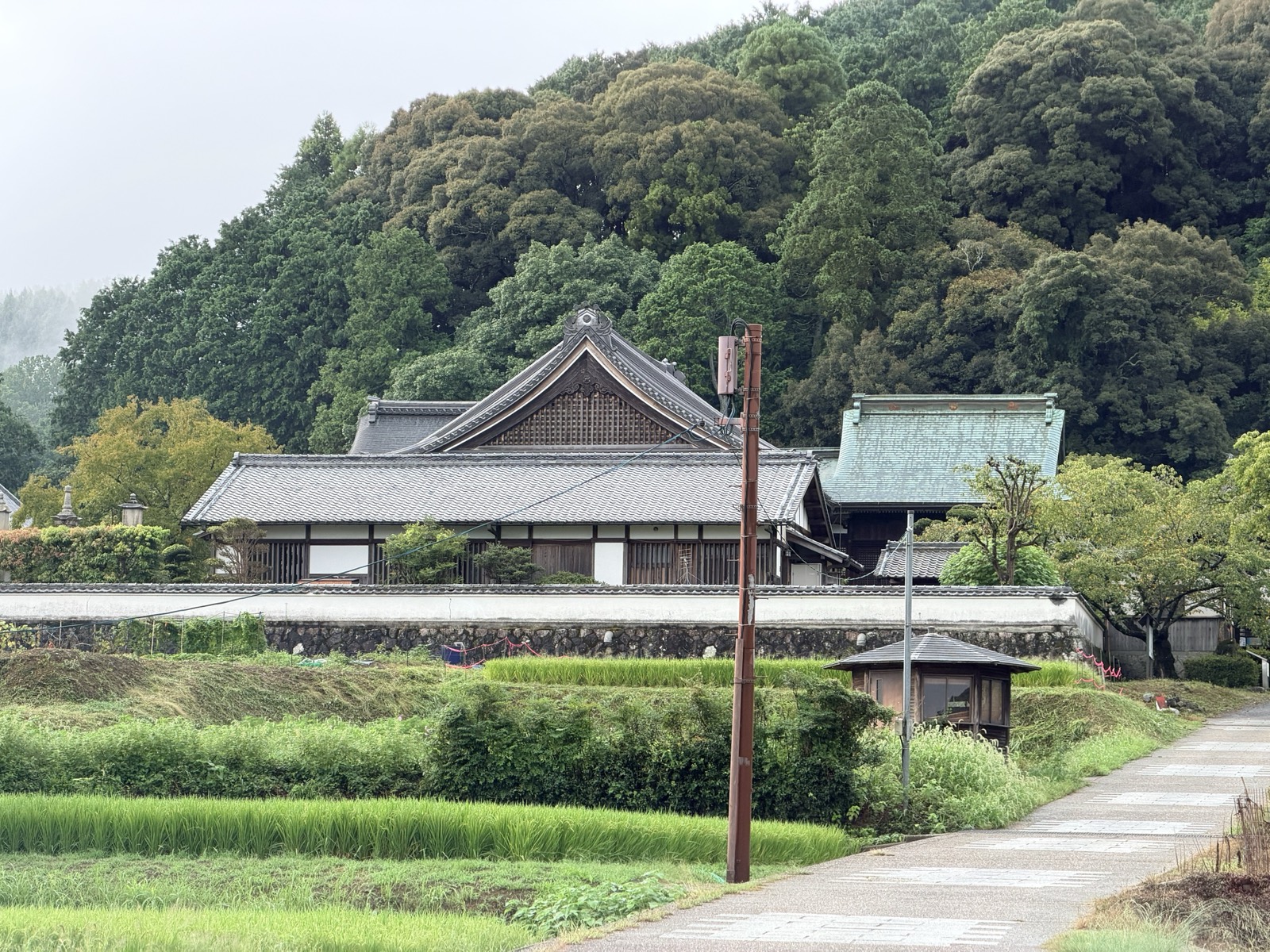 稲田ごしに見る橘寺の伽藍。背後は木々に覆われた丘