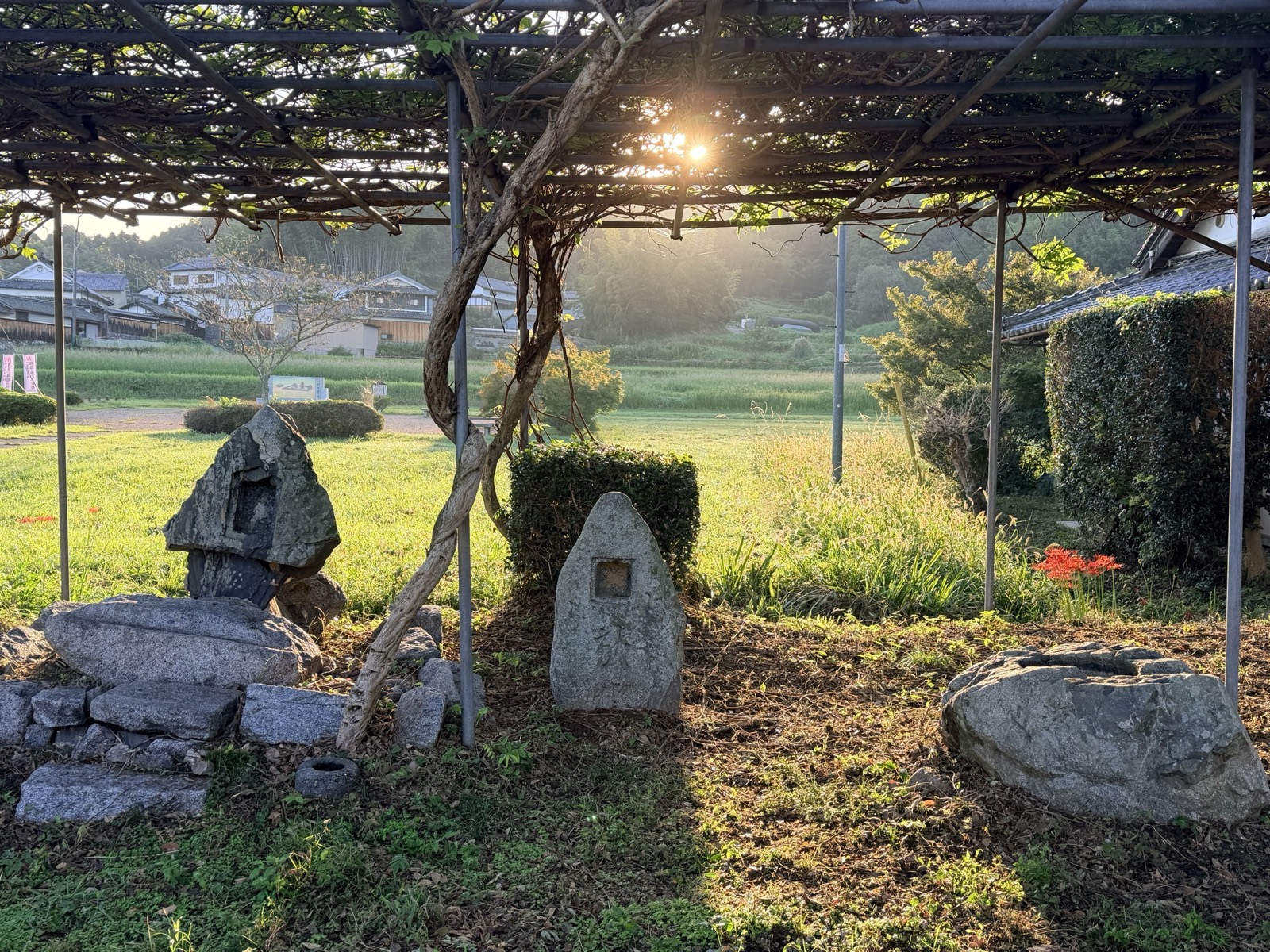 Foundation stones and stone Buddhas gathered under the wisteria trellis, with the site's open ground and a village in the morning sun beyond